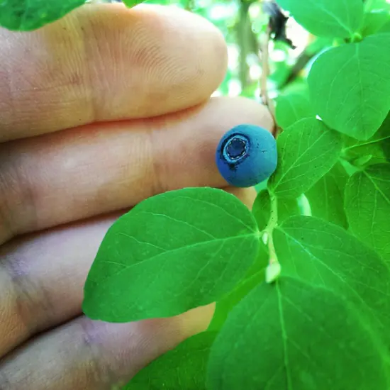 Wild blueberries in Stanley Park. Photo credit: Bronwen Erickson @birchwoodherbals