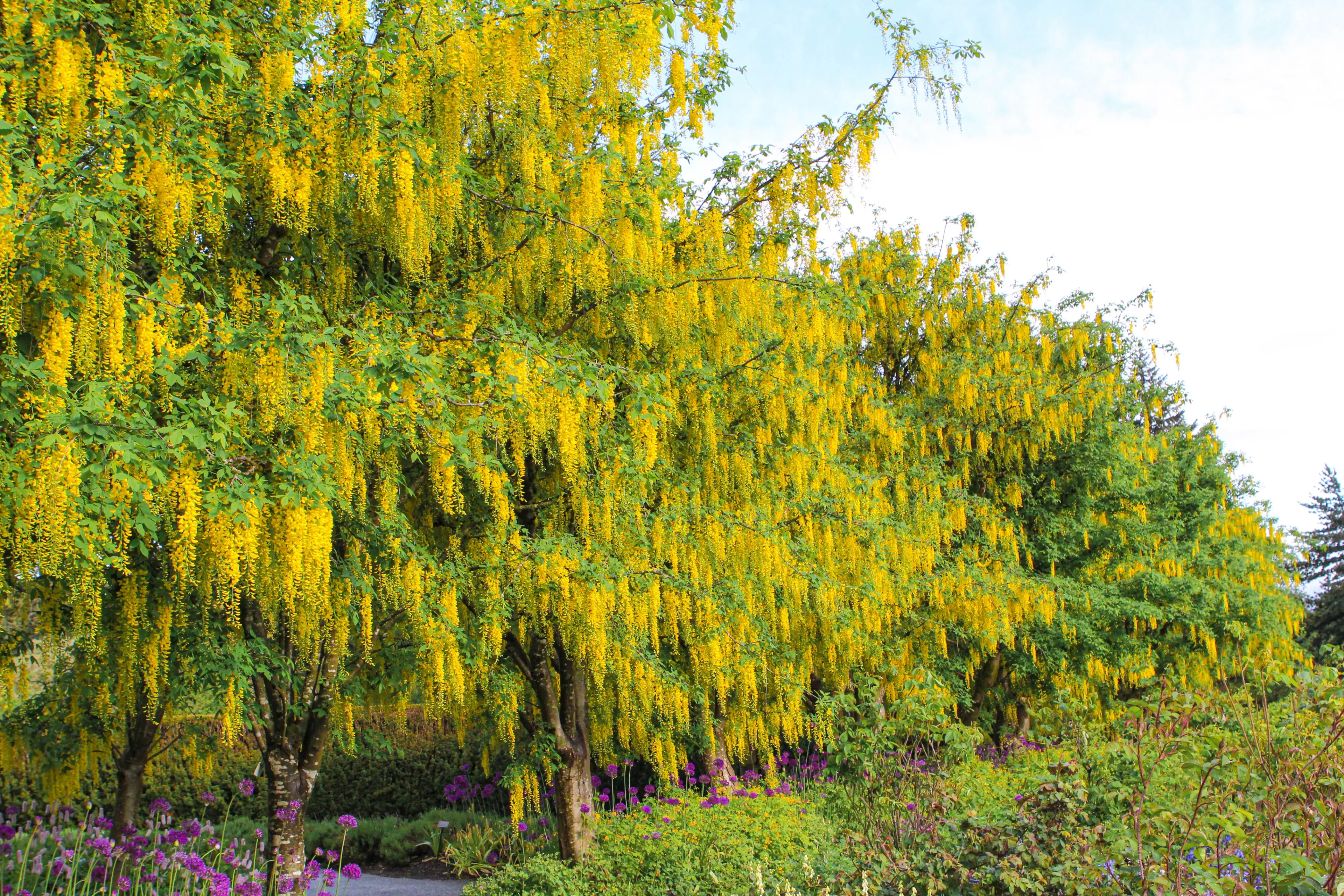Laburnum Walk at VanDusen Garden
