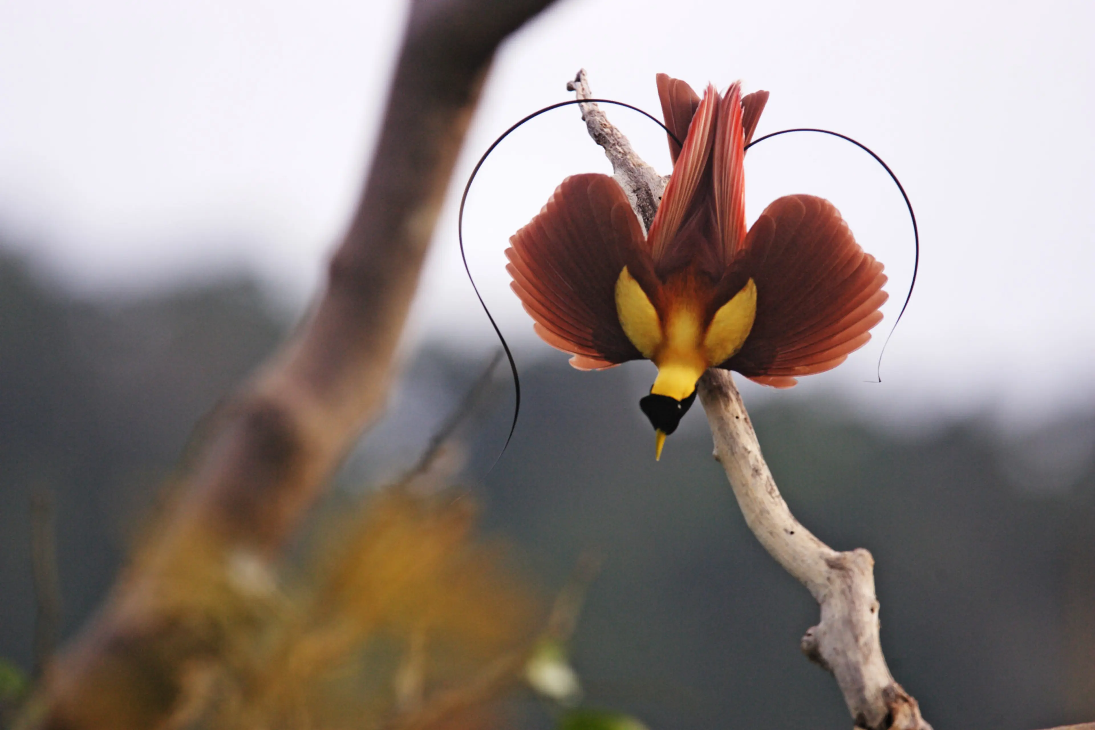 ENTER TO WIN Four Tickets to National Geographic Live’s “Birds of Paradise”!