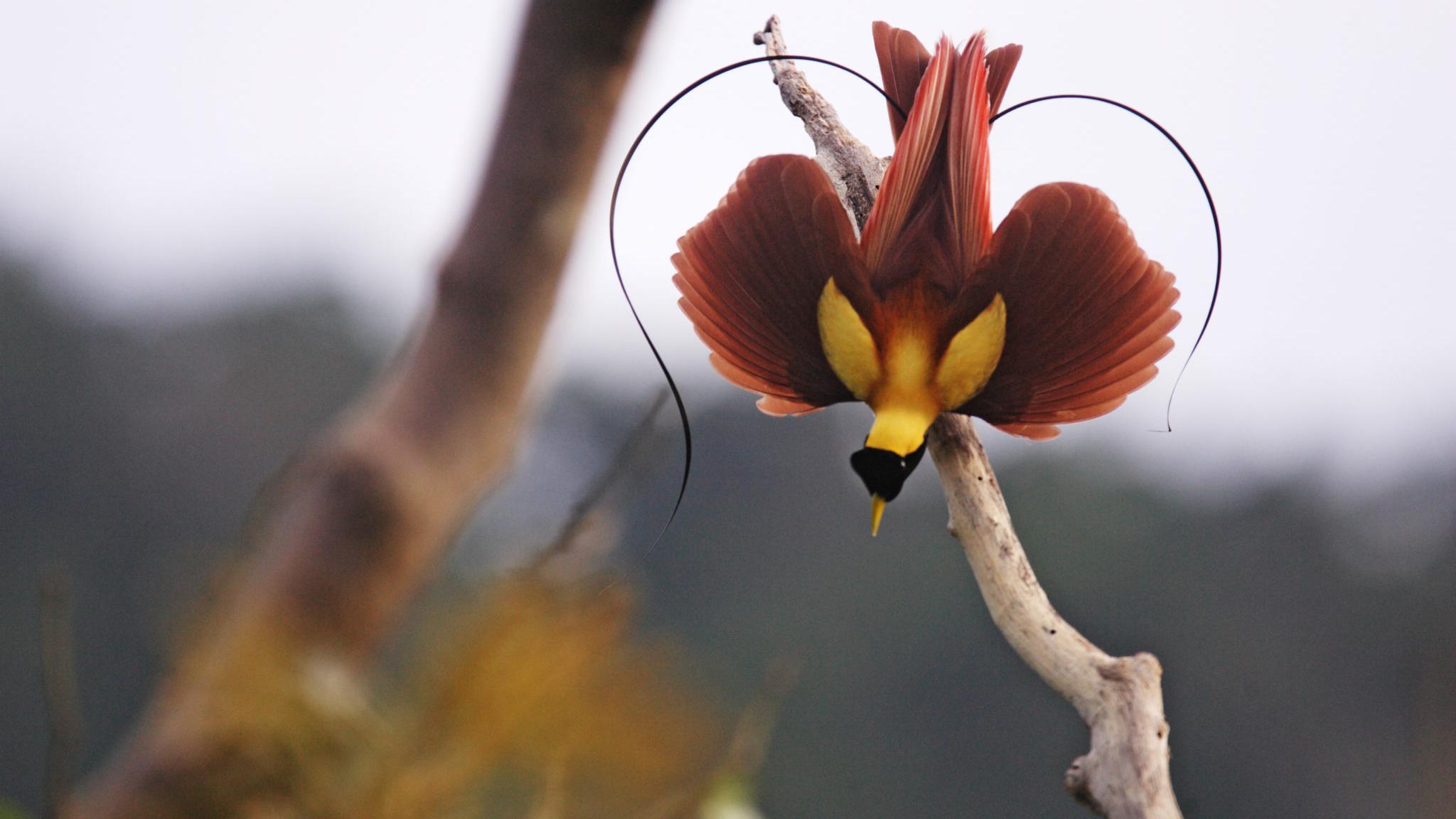 ENTER TO WIN Four Tickets to National Geographic Live’s “Birds of Paradise”!