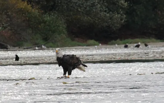 harrison-river-salmon-run-discover-the-outdoors6