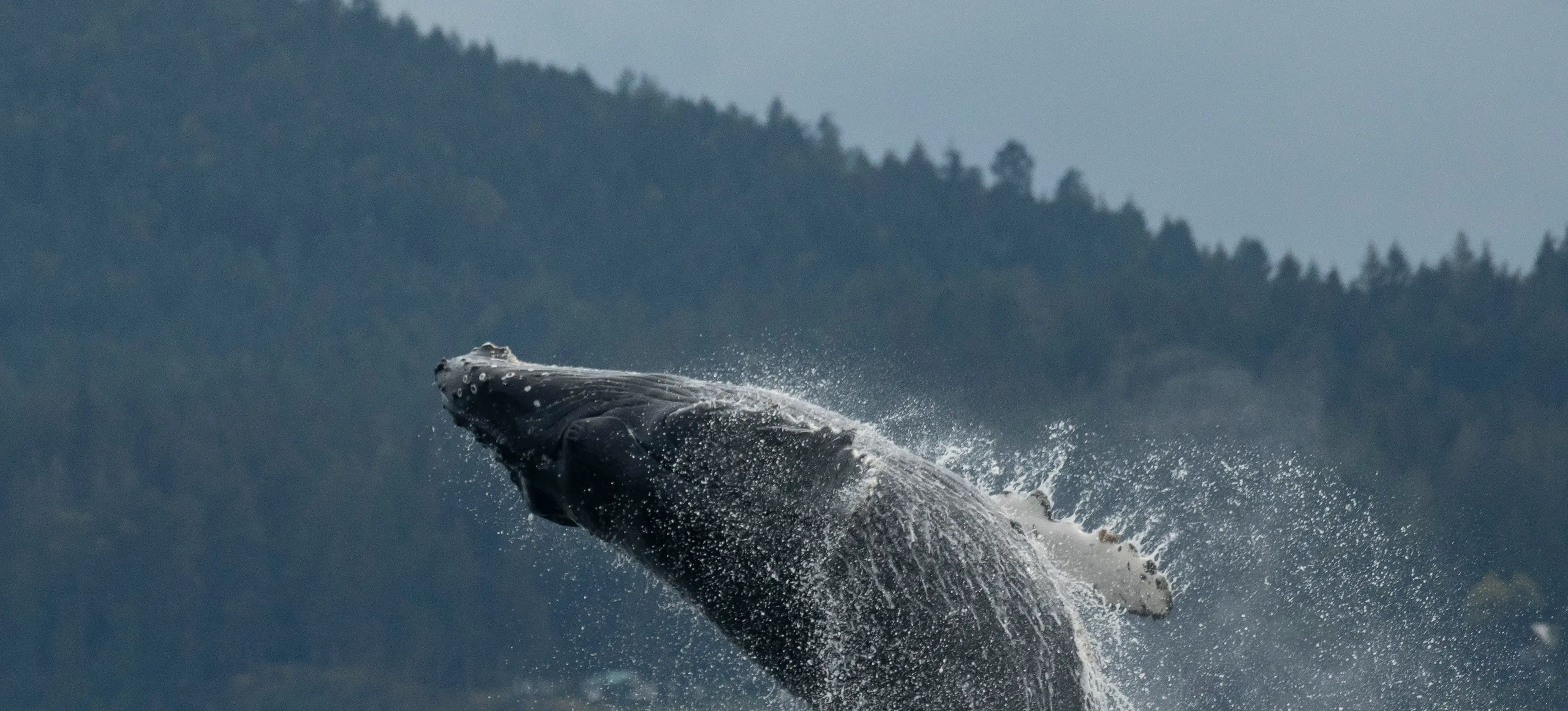 Humpback Whale