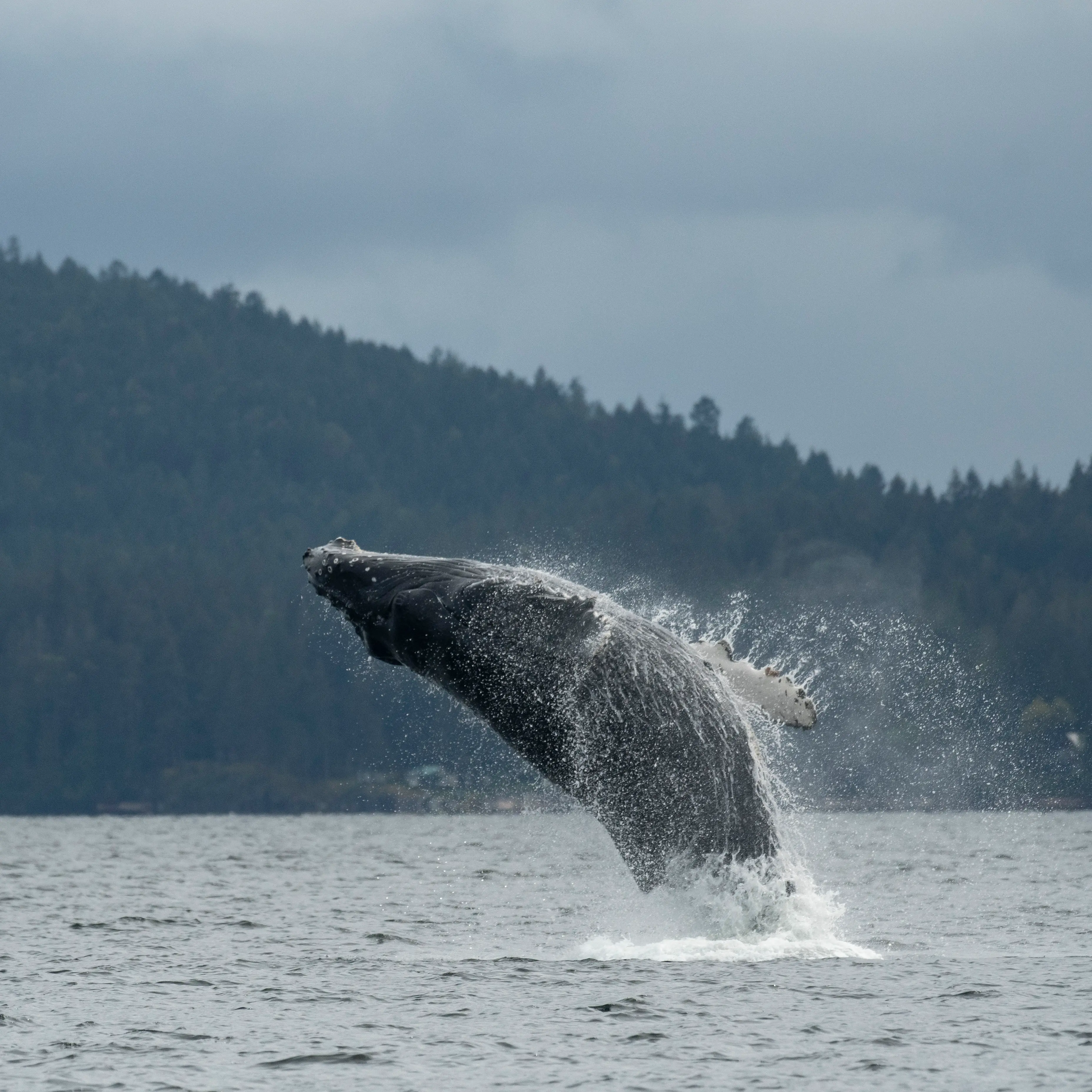 Humpback Whale
