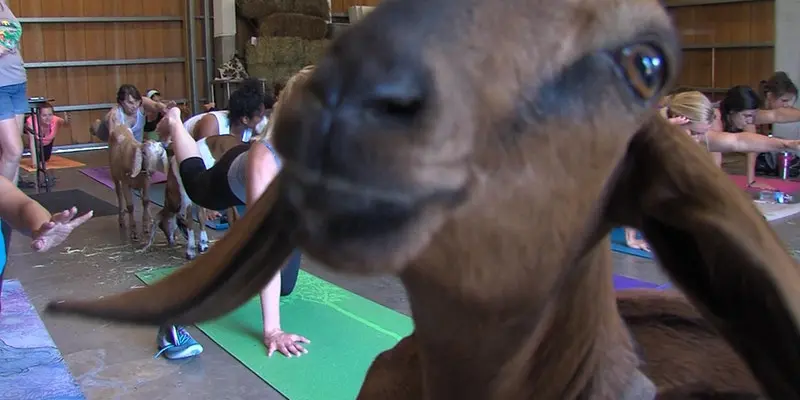 goat yoga