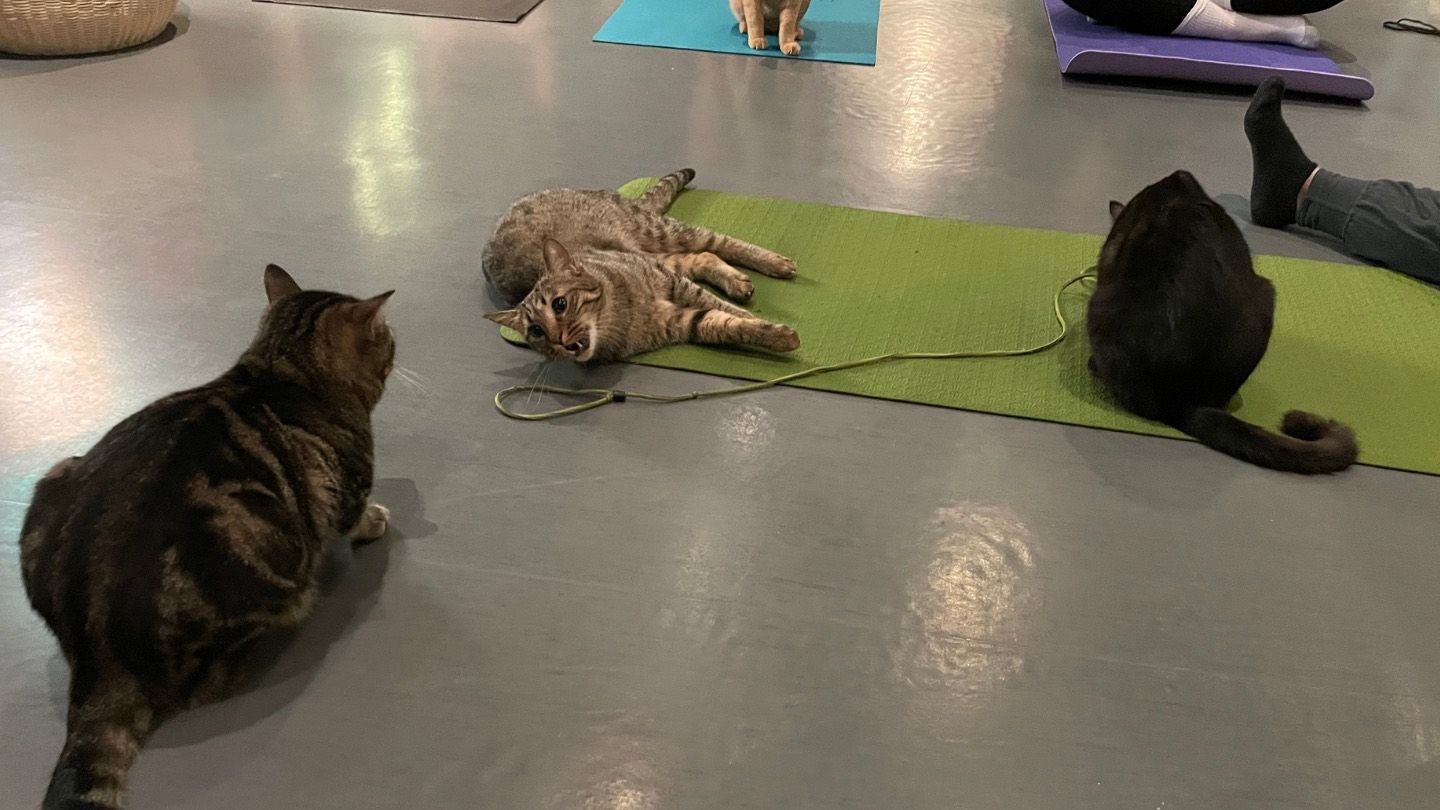 w-1440h-810-46cbe4-5