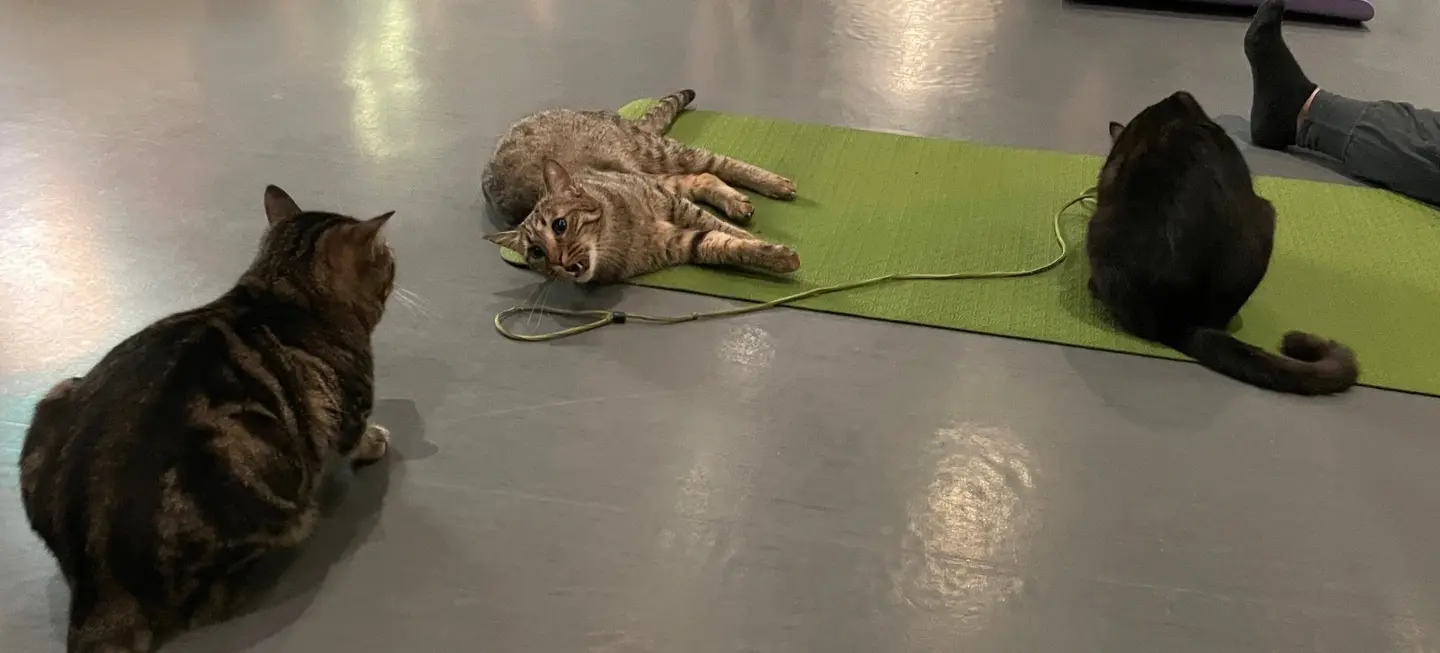 w-1440h-810-46cbe4-5