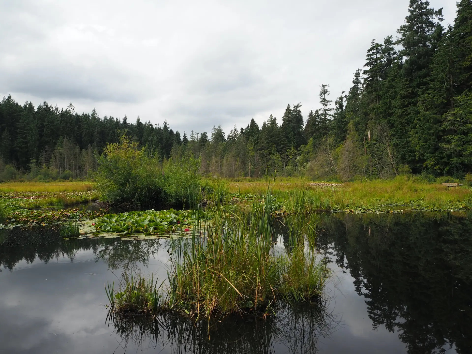 Beaver Lake in Stanley Park