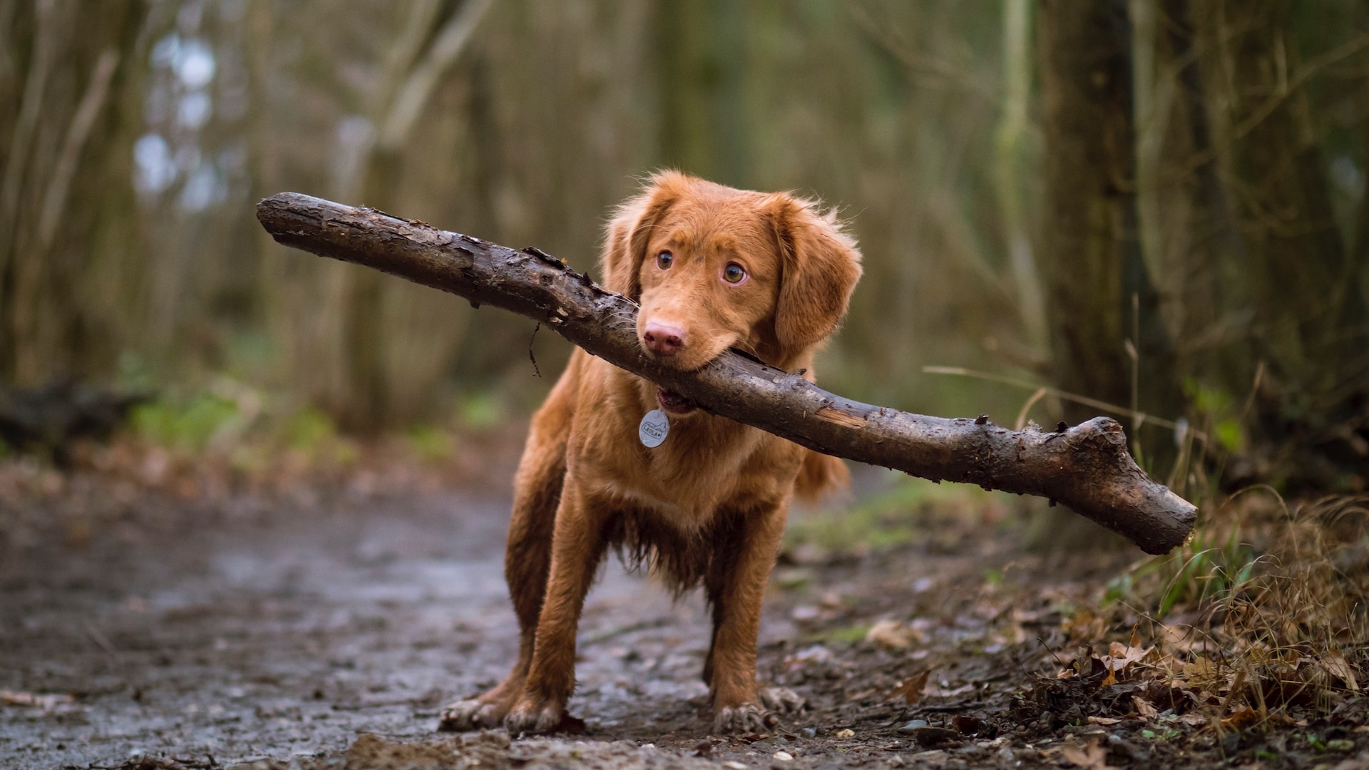 A dog carries a large stick on a forested hiking trail