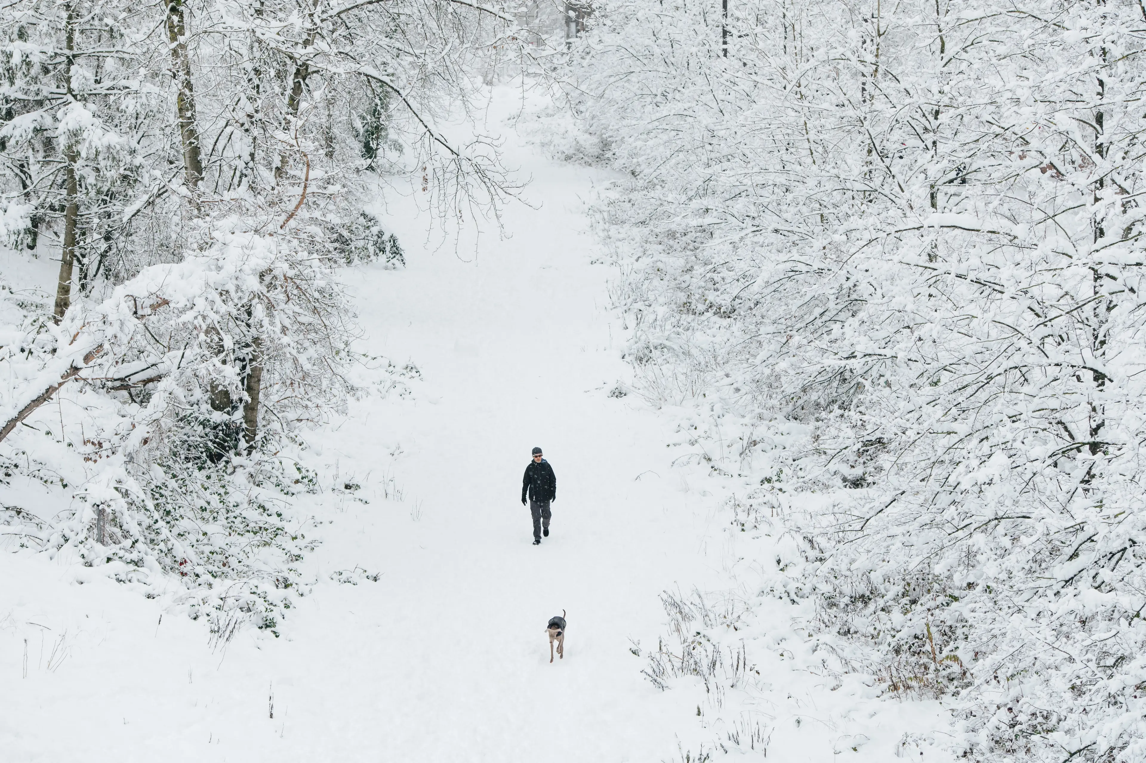 An aerial shot of a person walking a dog on a snowy trail in Stanley Park