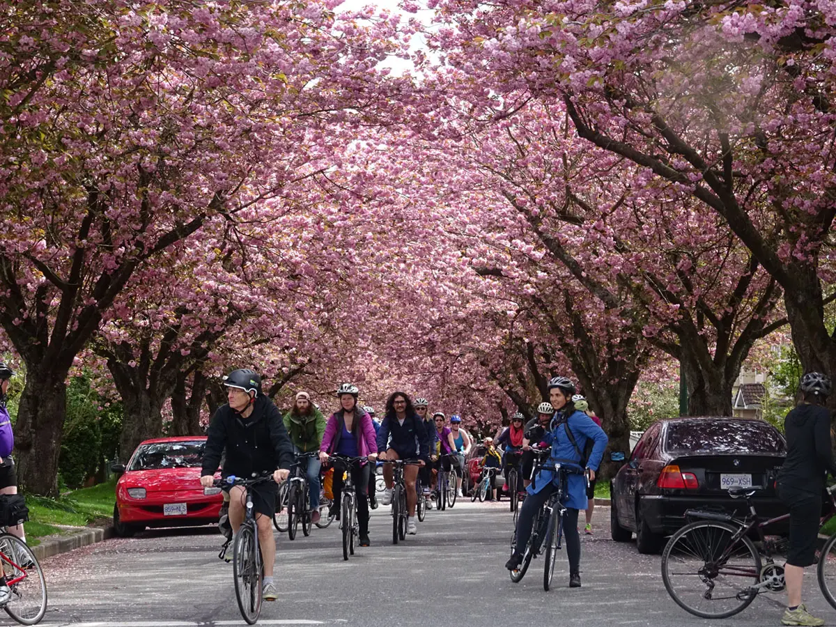 Credit Linda Poole_Bike the Blossoms