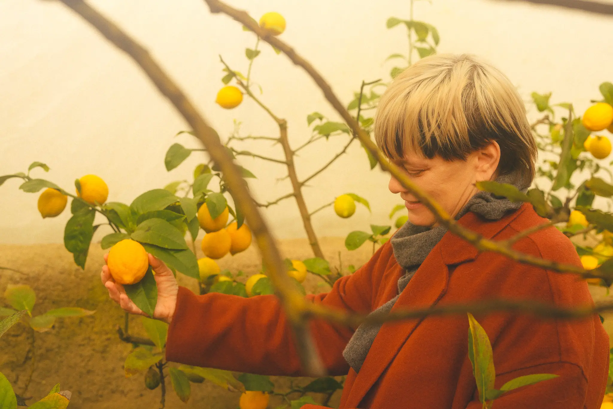 Person in a red coat and gray scarf picking a lemon from a tree with many lemons and green leaves.