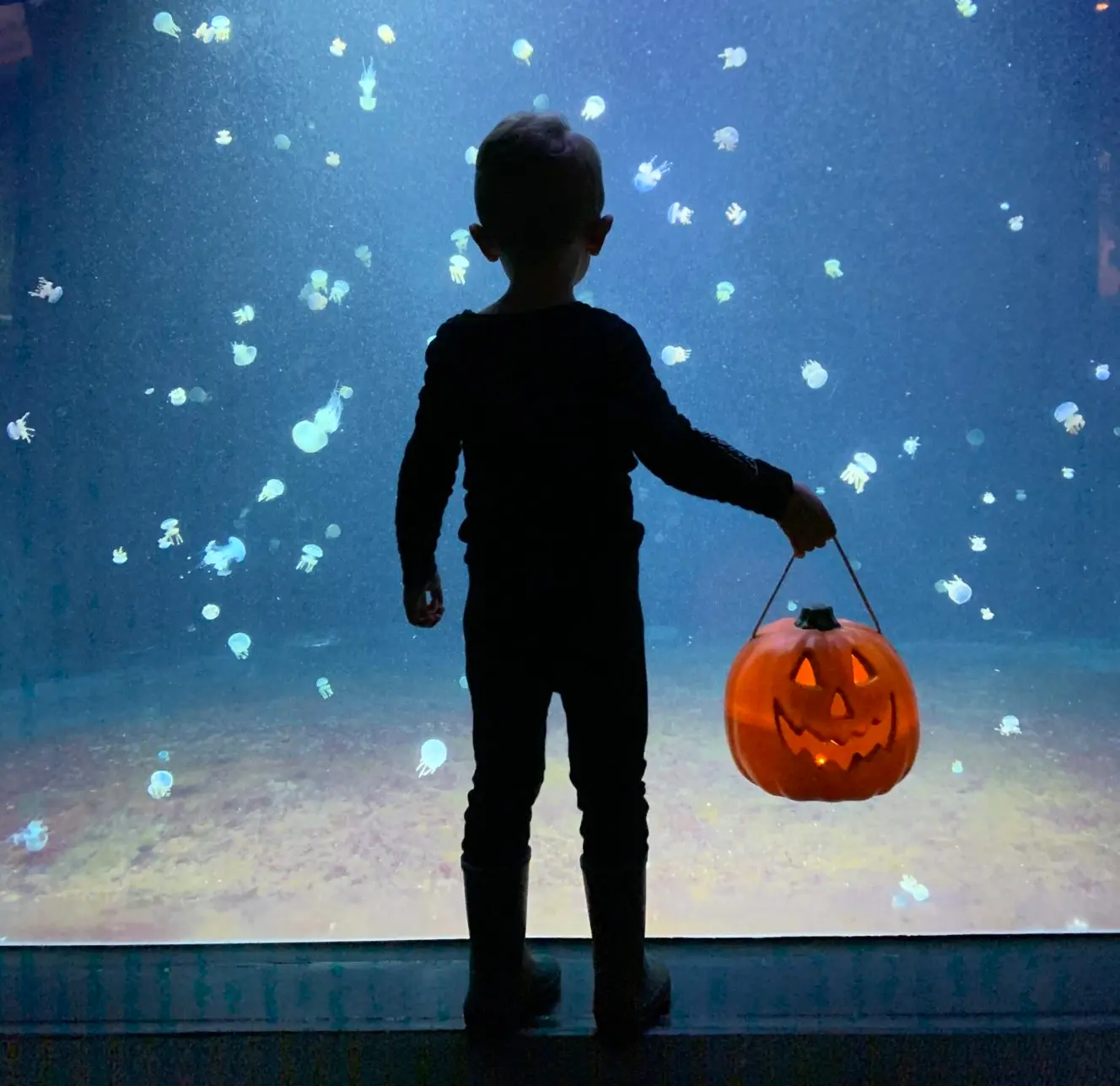 Halloween at the Vancouver Aquarium: Half-Price Admission for Costumed Kids
