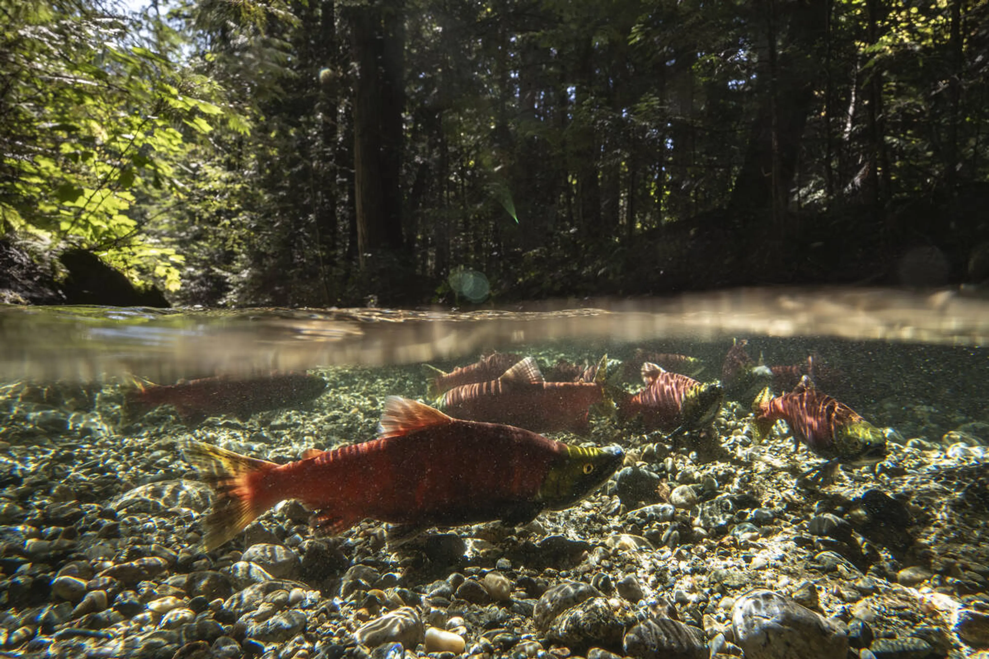 BC wild salmon swimming in the river.