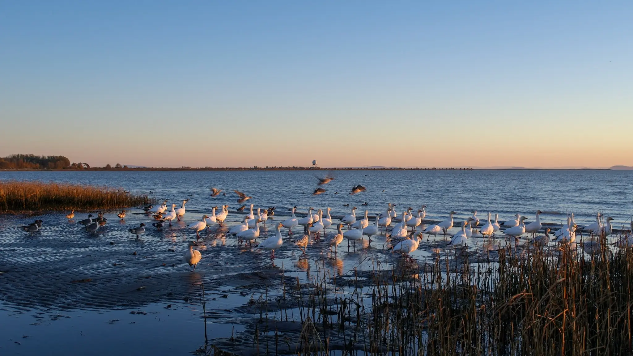 Birds at Iona Beach Regional Park