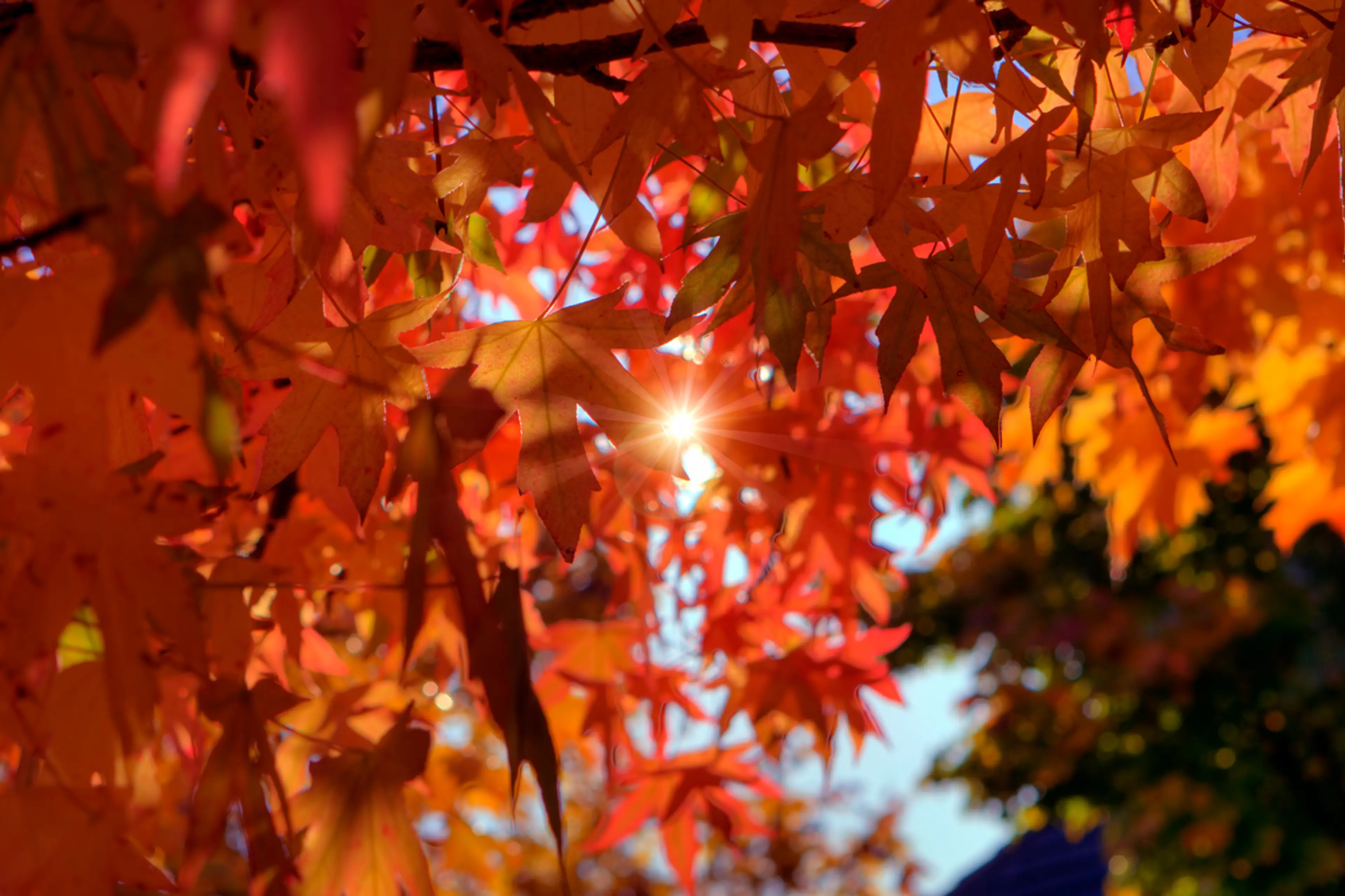 5 Cozy Ways to Celebrate the Autumn Equinox in Vancouver