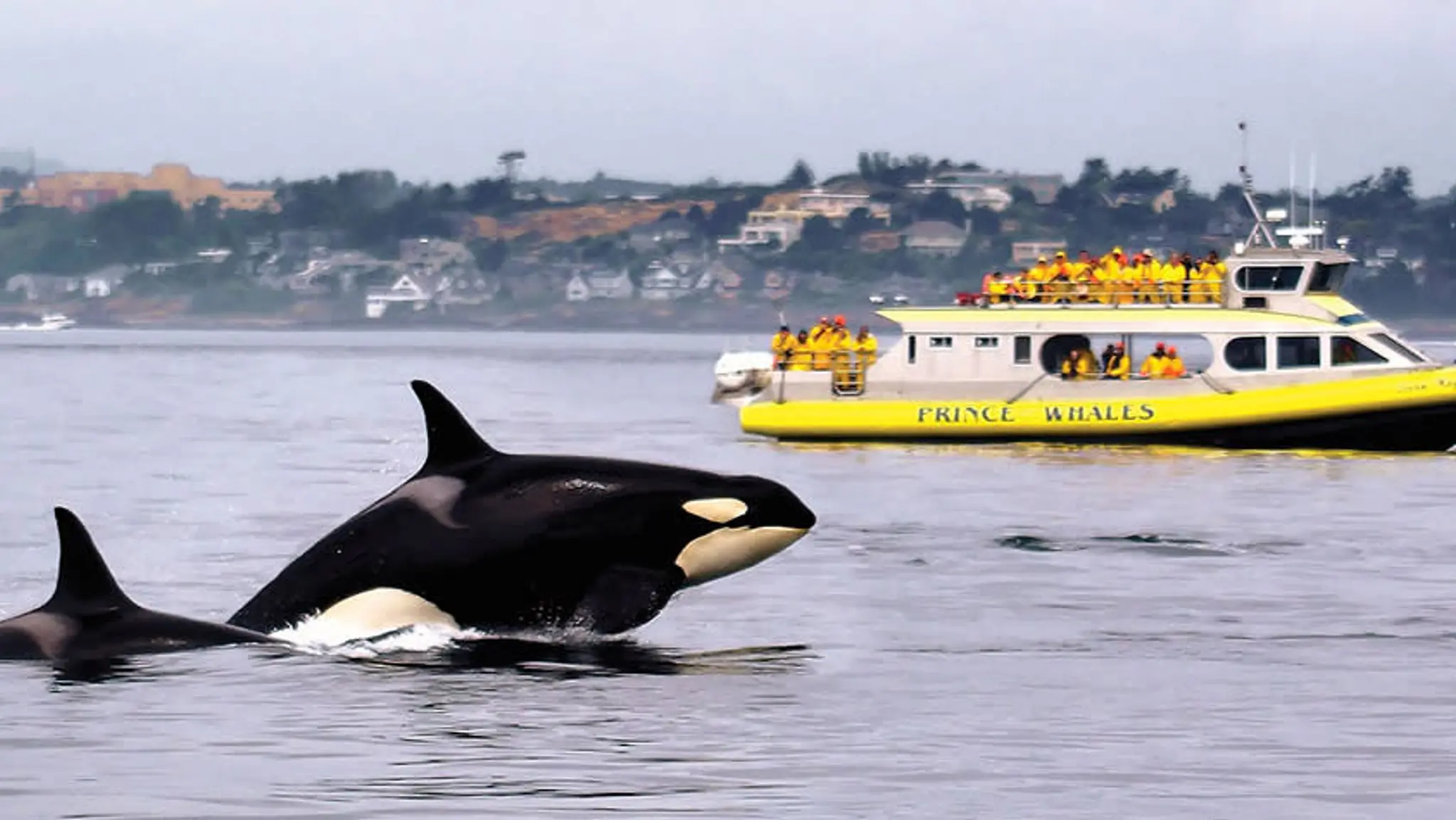 Prince of Whales Whale Watching