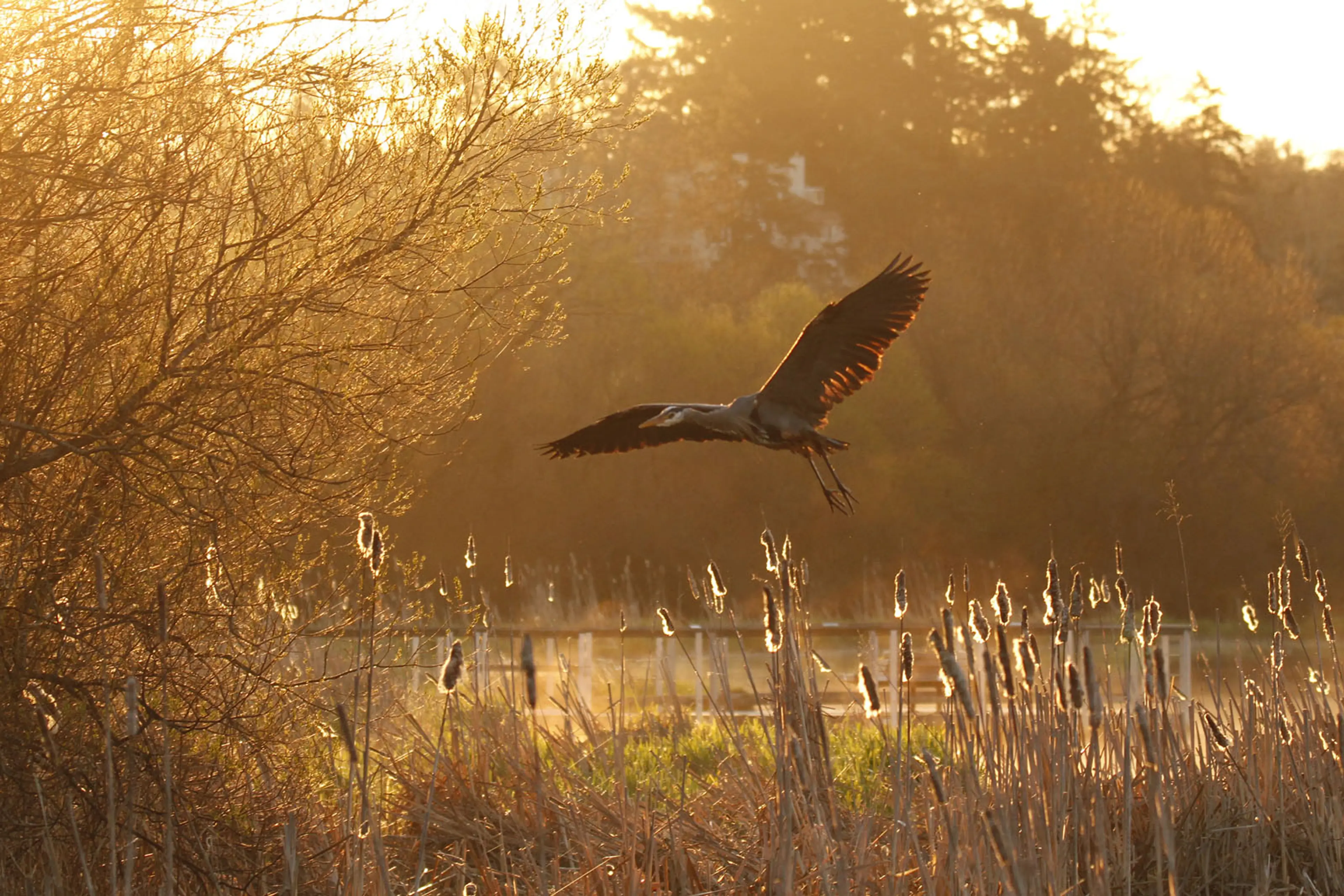 Great Blue Heron spotted on the BC Bird Trail