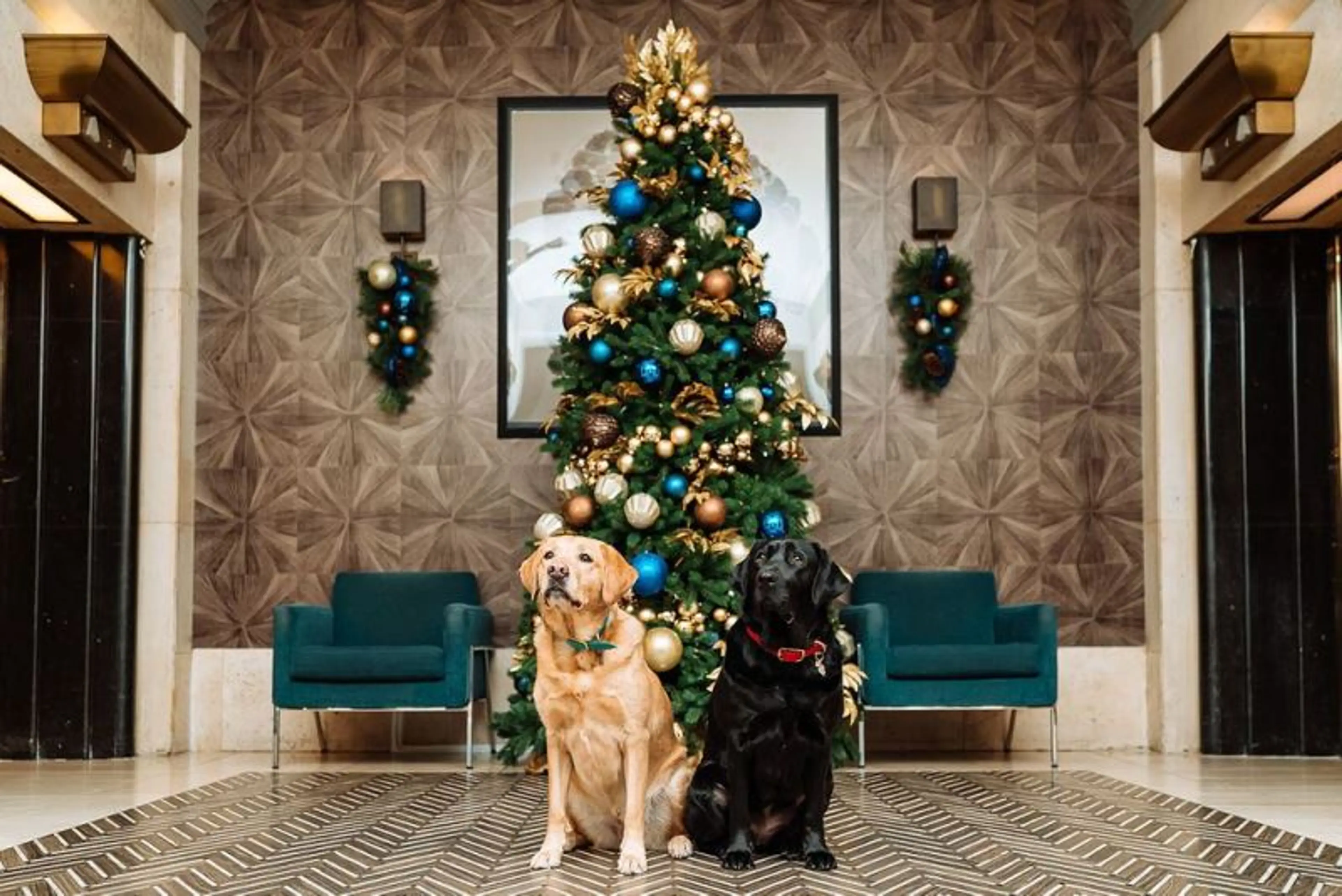 Enjoy the Festival of Trees with an Online Virtual Tour