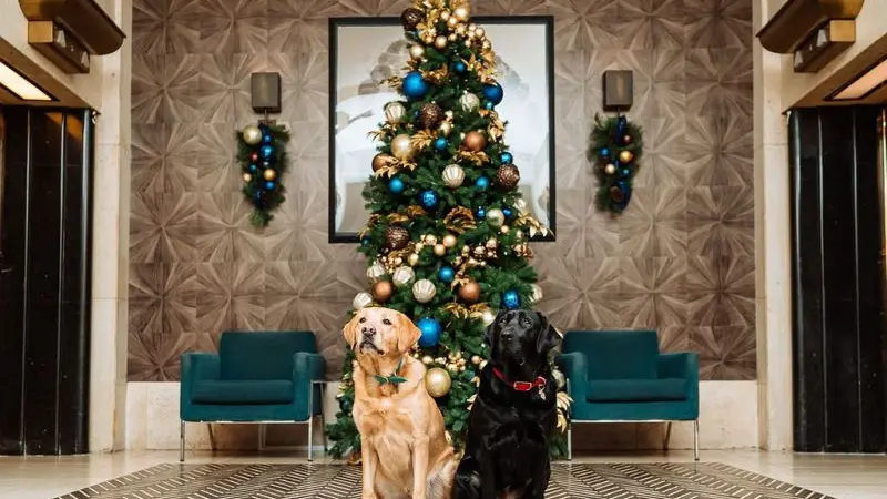 Enjoy the Festival of Trees with an Online Virtual Tour