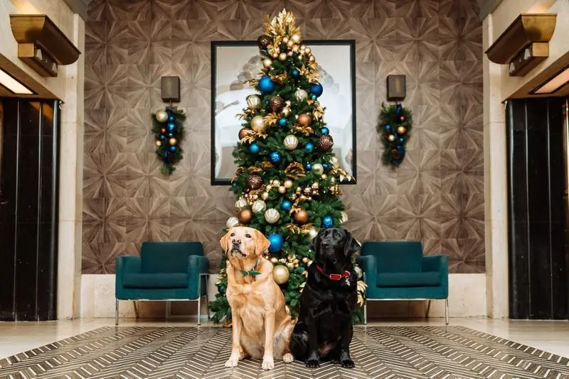 Enjoy the Festival of Trees with an Online Virtual Tour