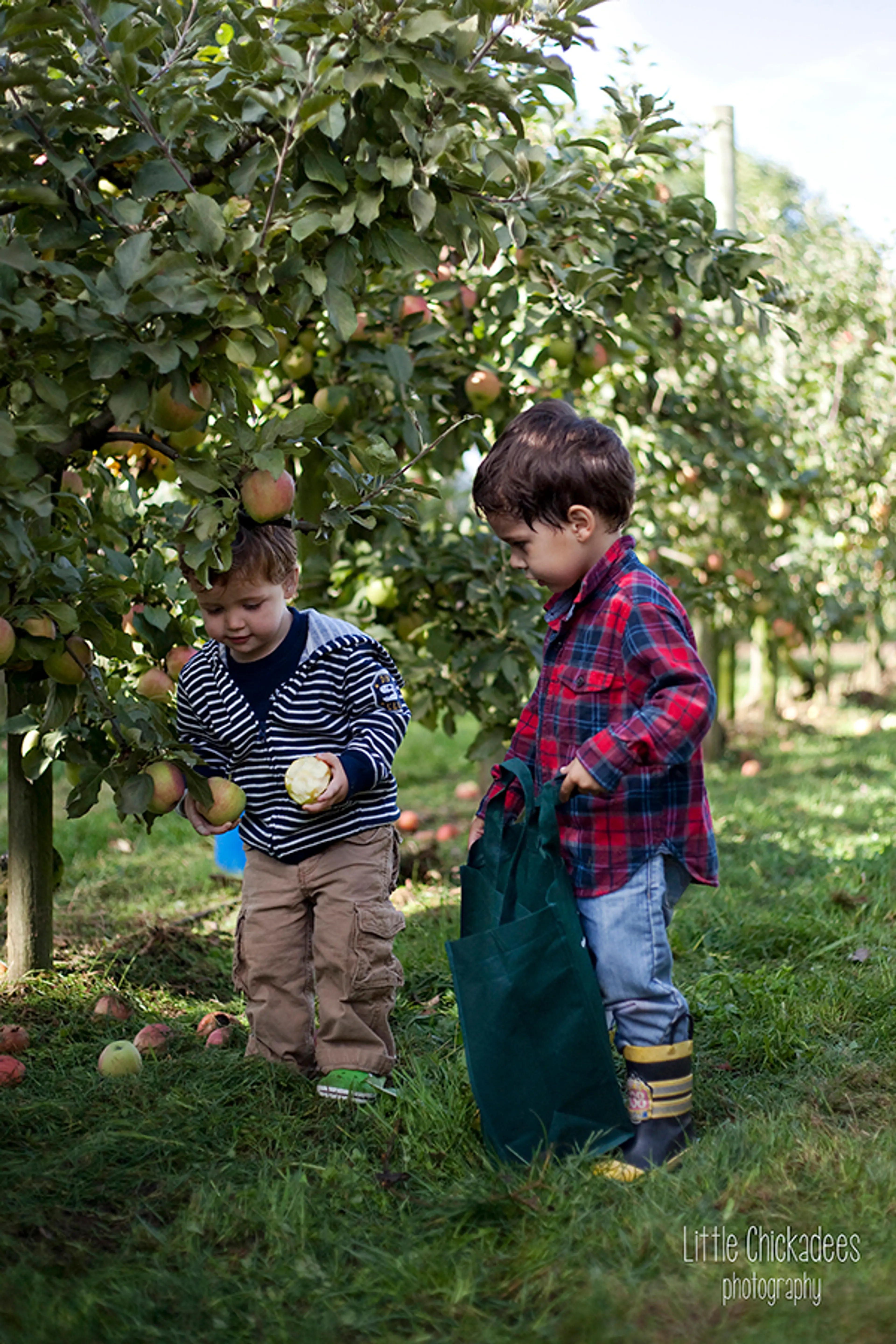 Kids picking apples at Taves Family Farms near Vancouver