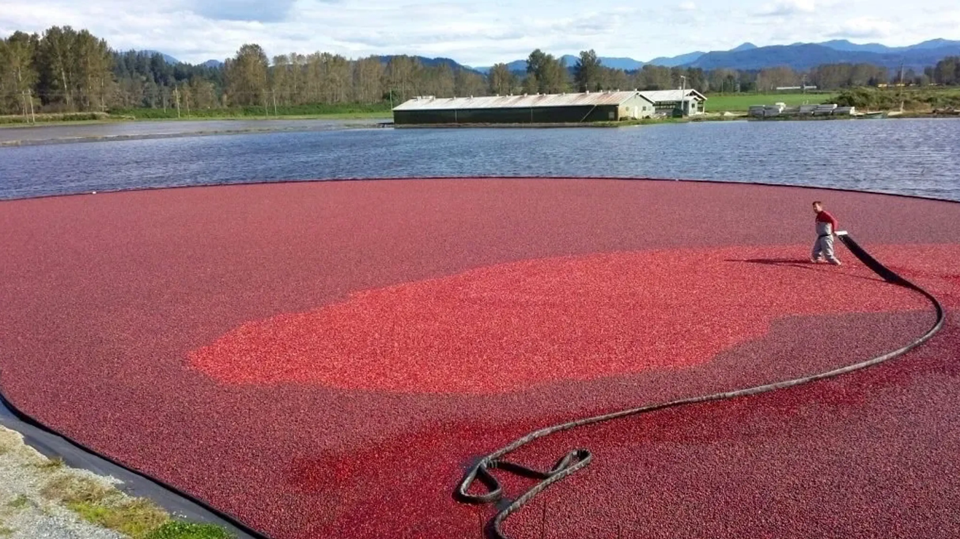 Cranberry harvest at The Bog Riverside Cranberry Farm near Vancouver