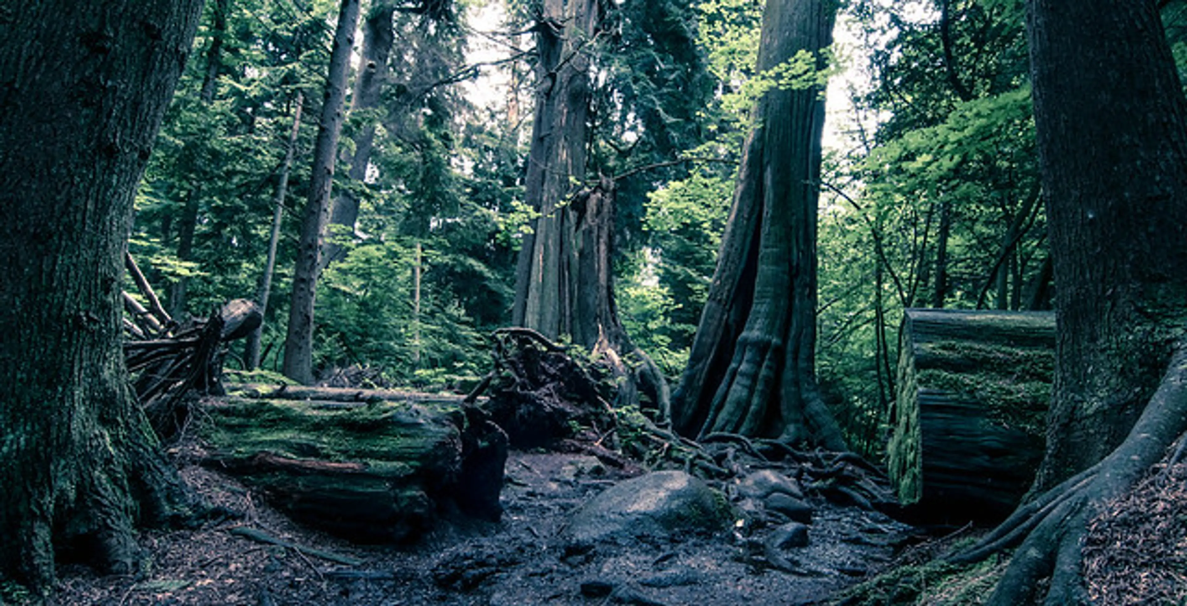 A forested trail in Stanley Park