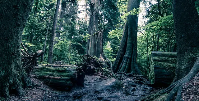 A forested trail in Stanley Park