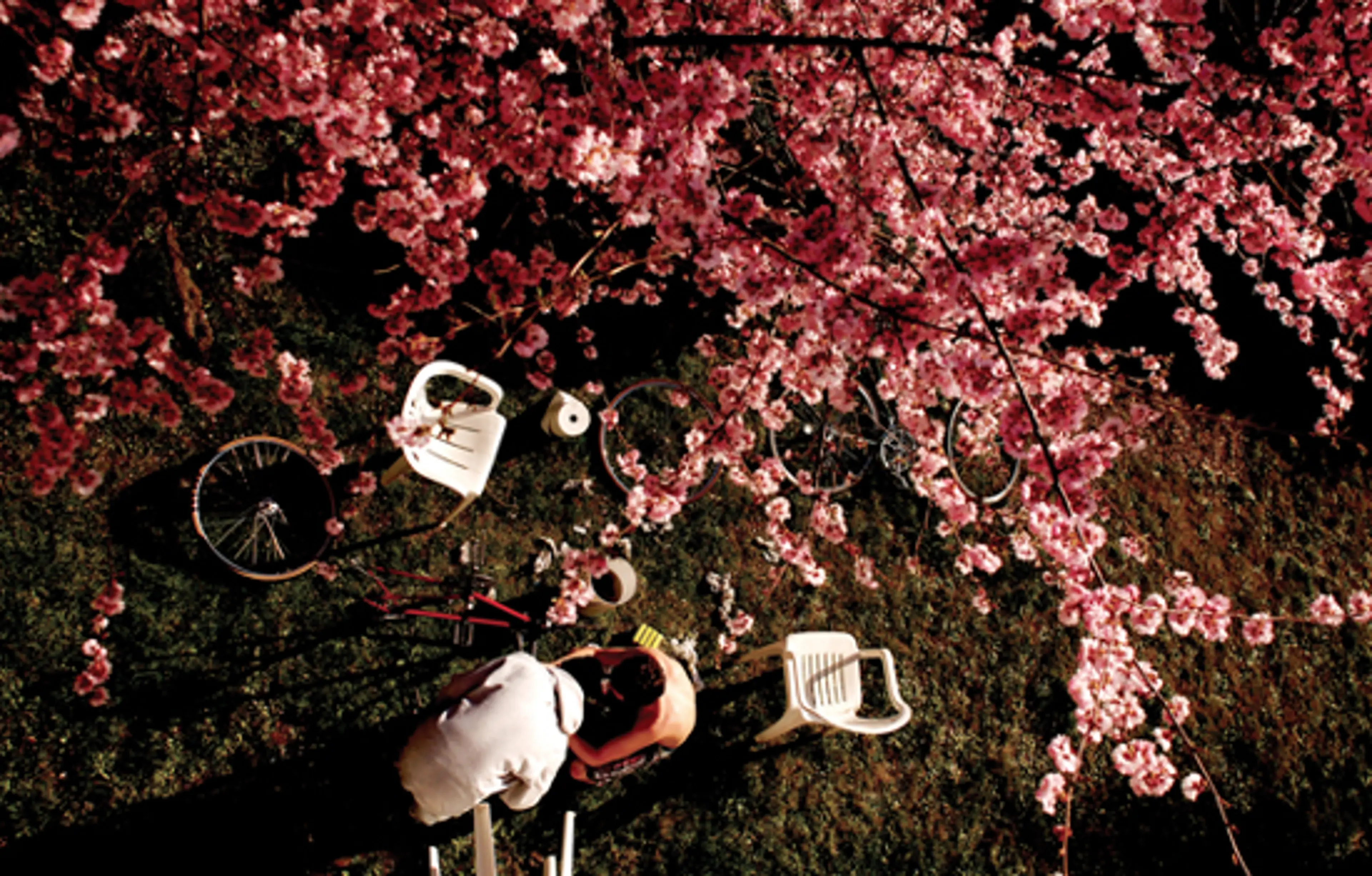 East Van Brewery & Blossom Self-Guided Walking Tour