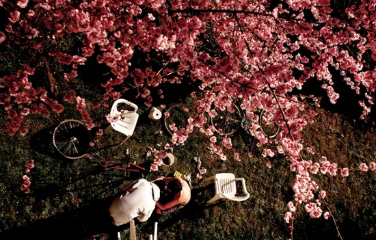 East Van Brewery & Blossom Self-Guided Walking Tour