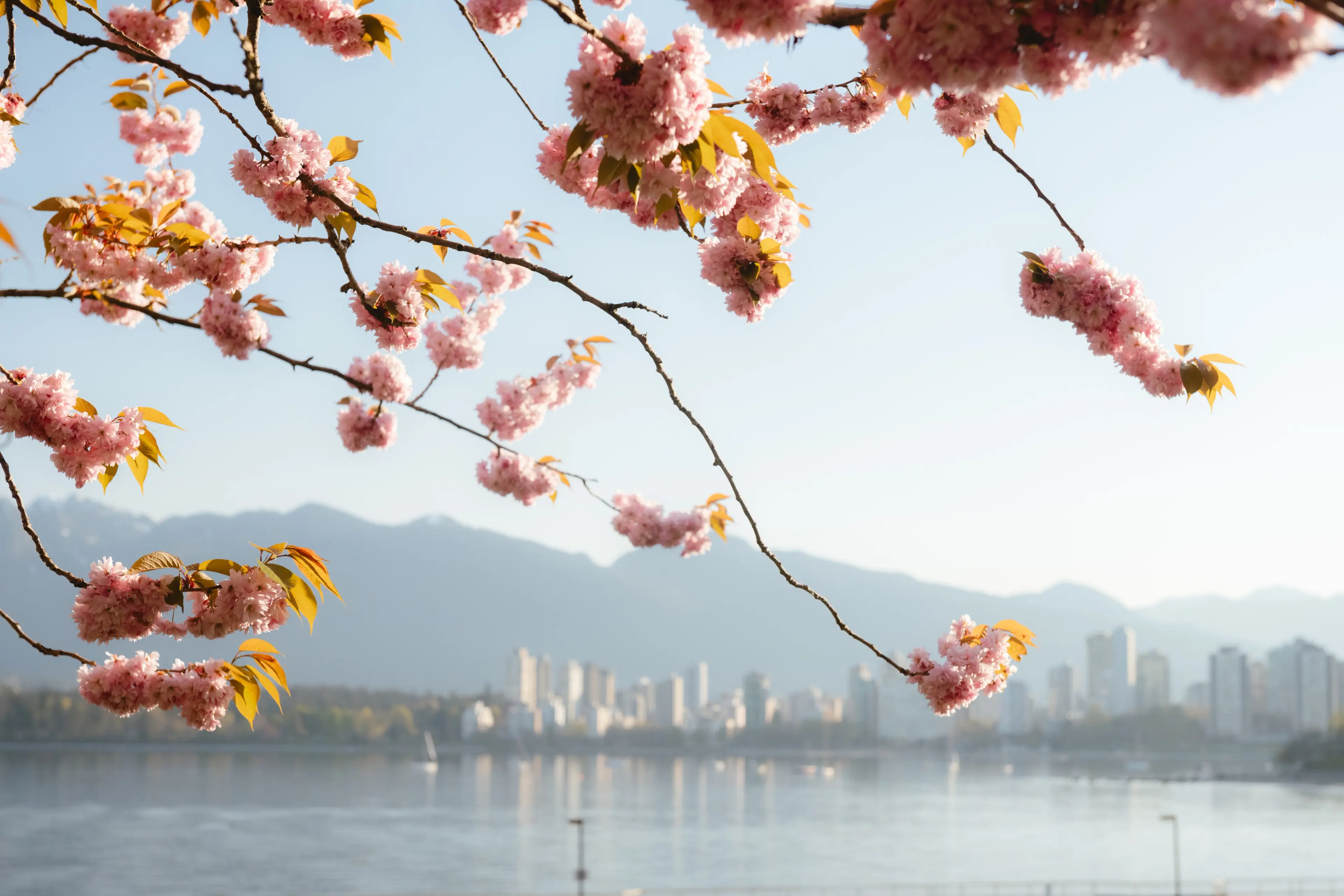 Cherry blossoms in front of the city skyline