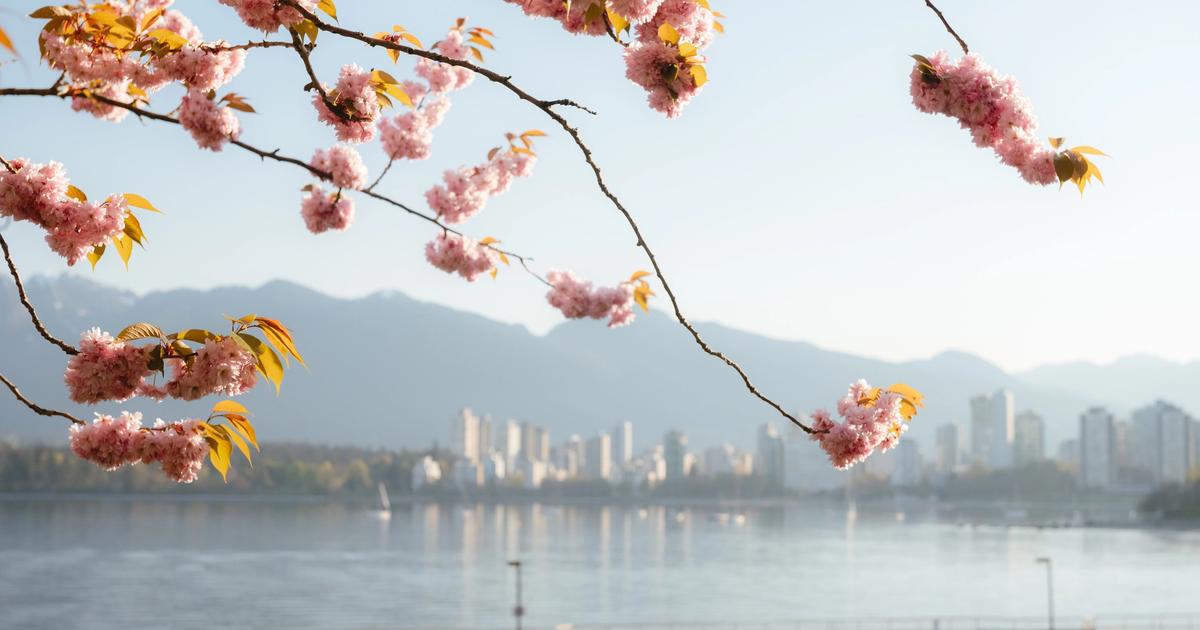 Enjoy the Vancouver Cherry Blossom Festival with the Whole Family ...