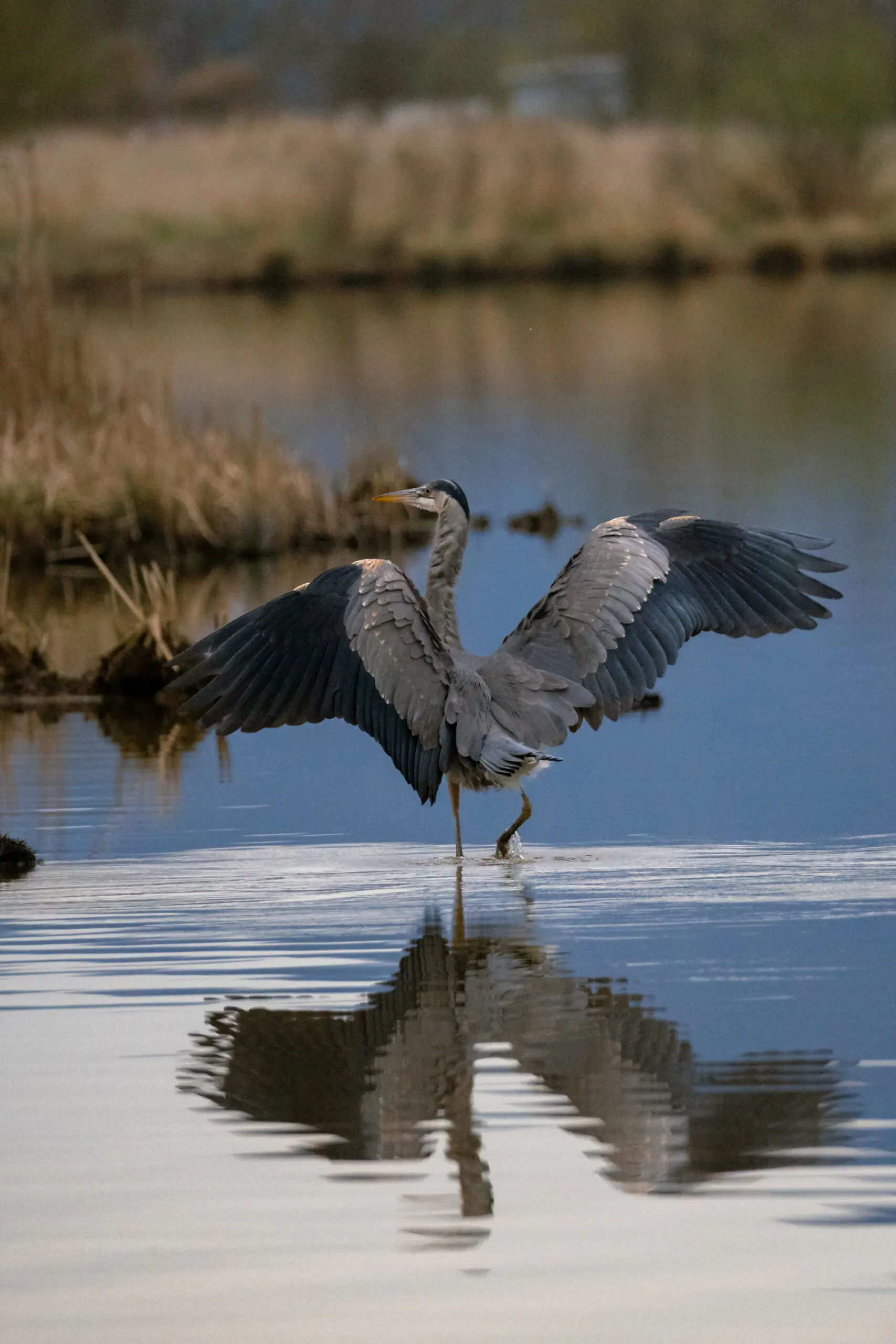 Great Blue Heron in Chilliwack