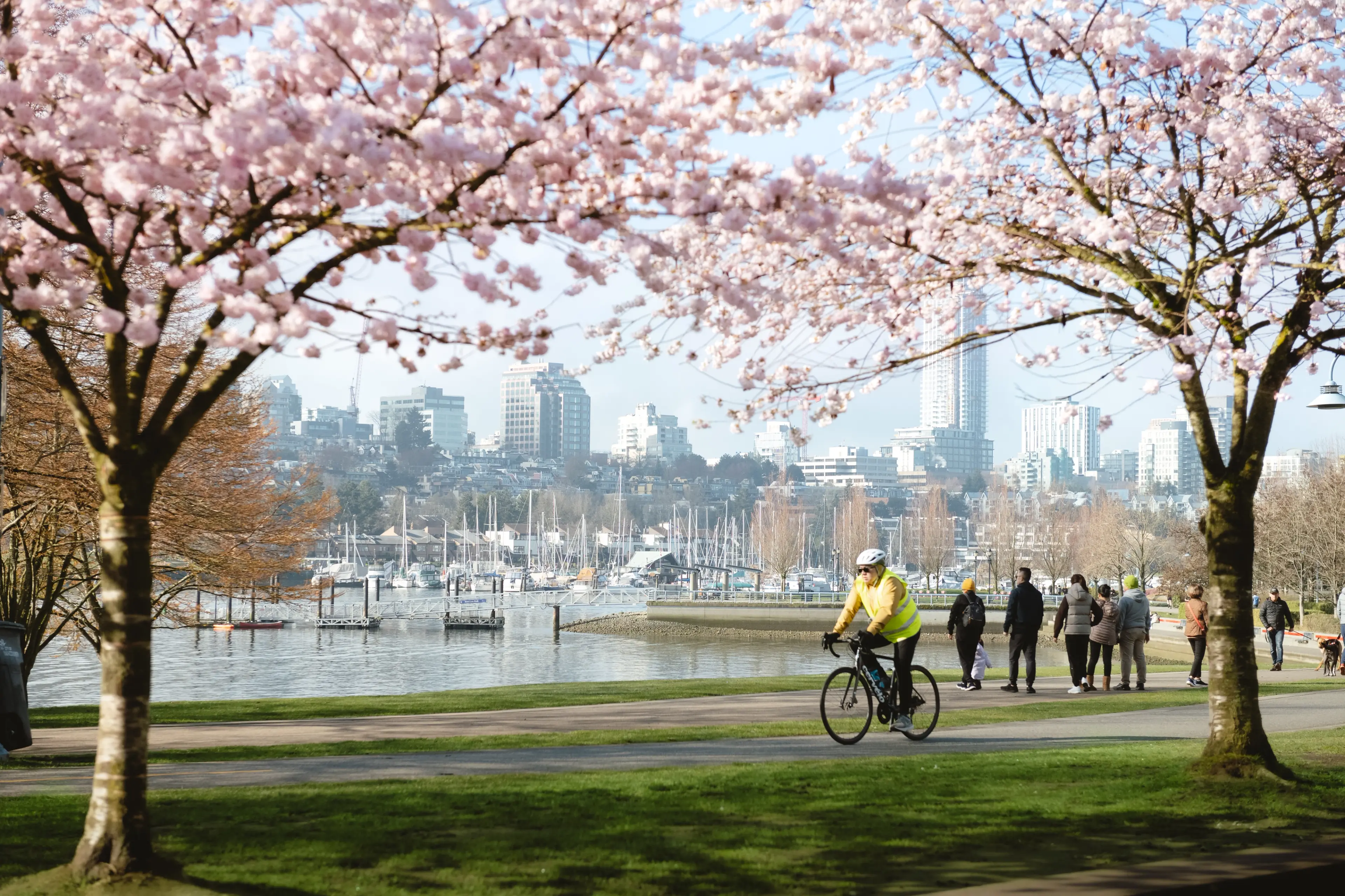 A person biking under a canopy of cherry blossoms in vancouver