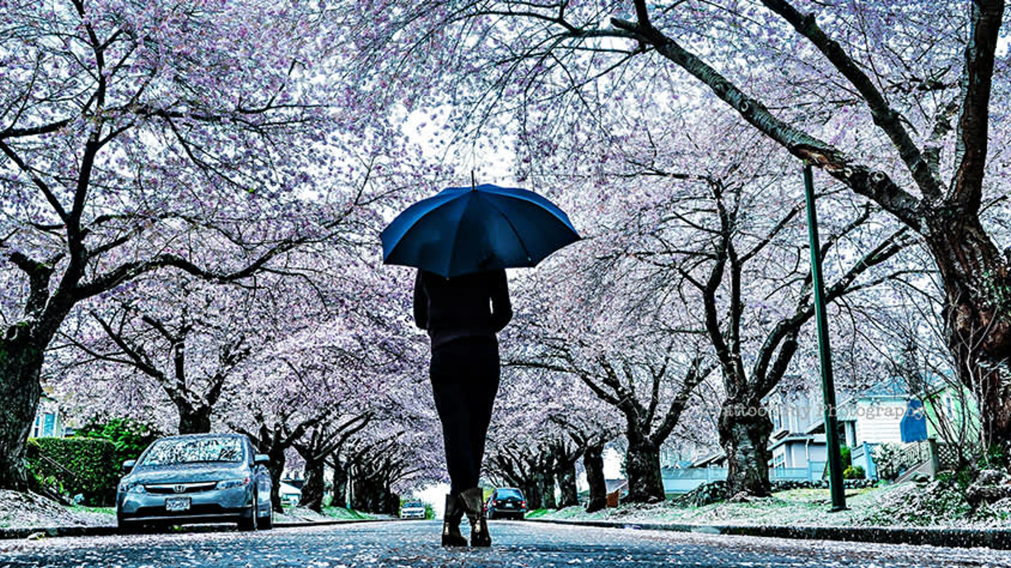 Vancouver cherry blossoms