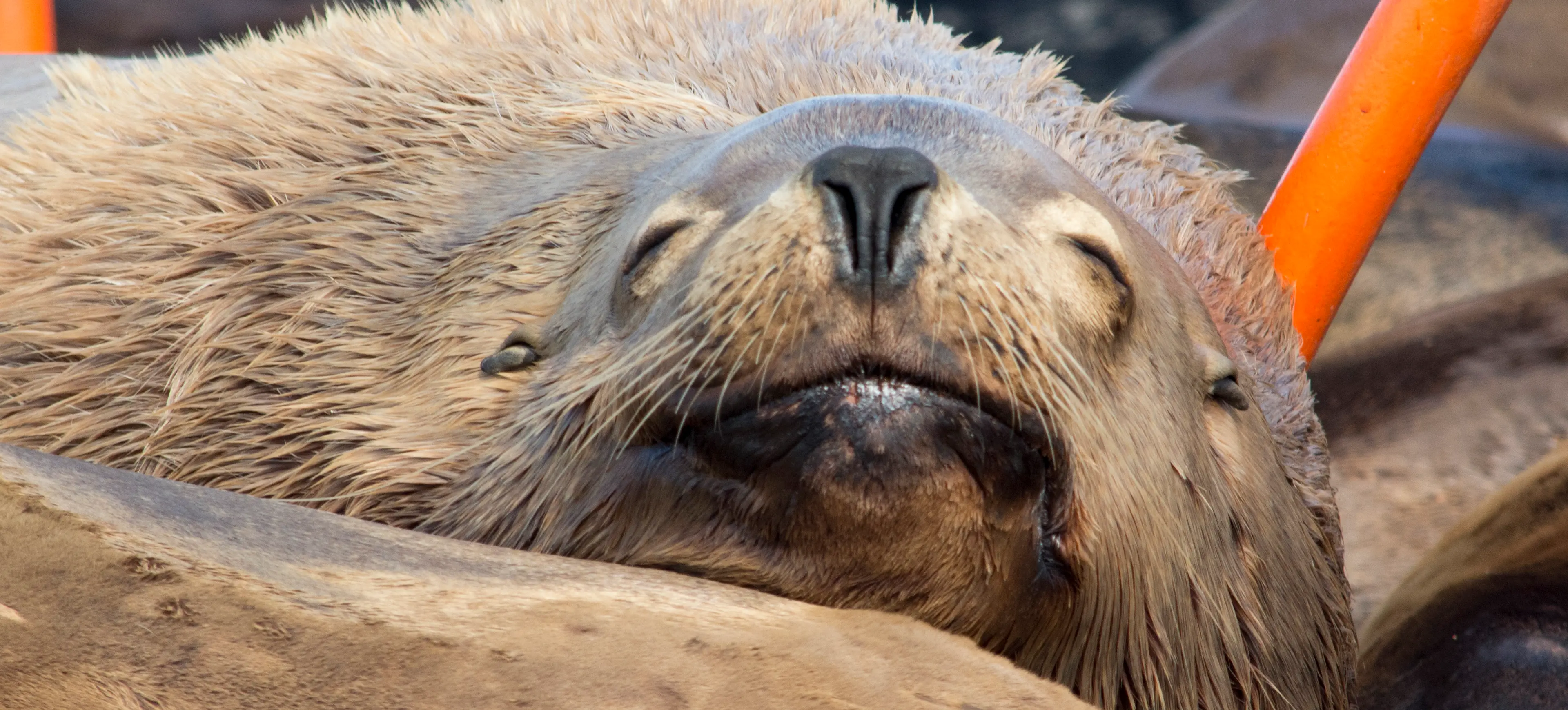 Steller Sea Lion