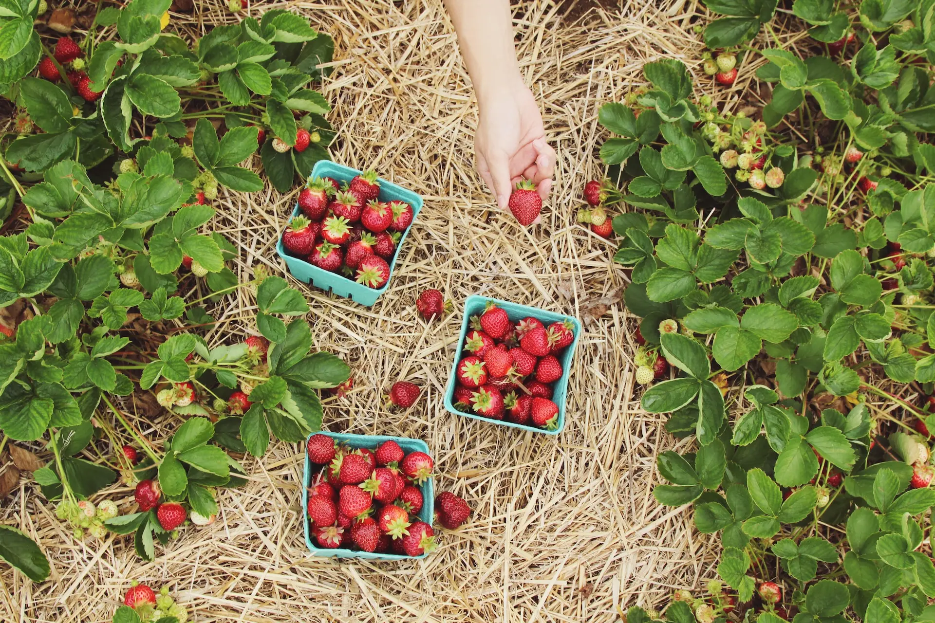Strawberry picking