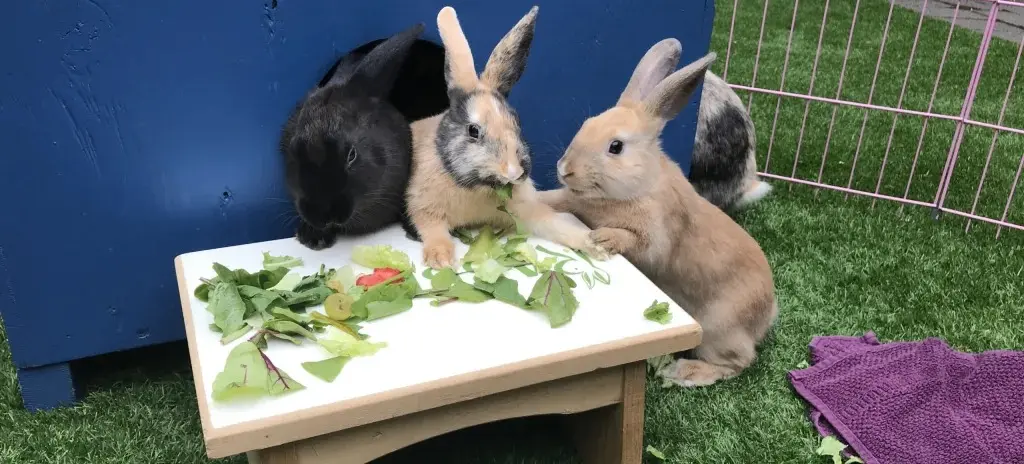 w-1024h-576-de342f-Rabbitats-039-scaled