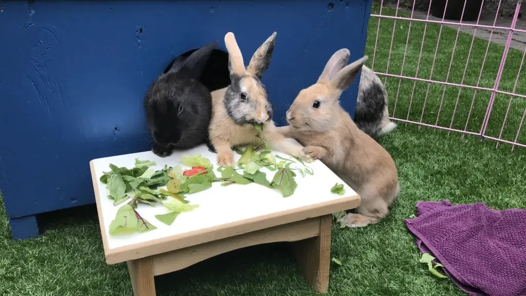 w-1024h-576-de342f-Rabbitats-039-scaled