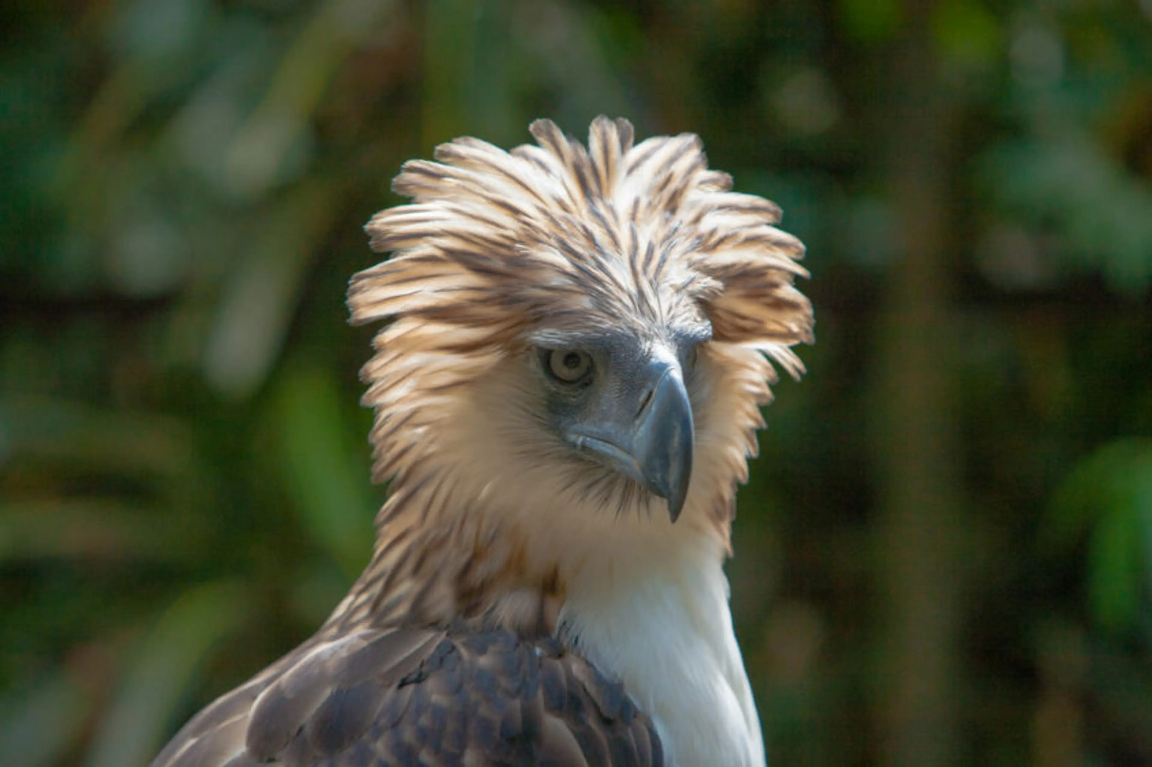 Look! Up in the sky! It’s a bird! No, it’s the inaugural Vancouver International Bird Festival…