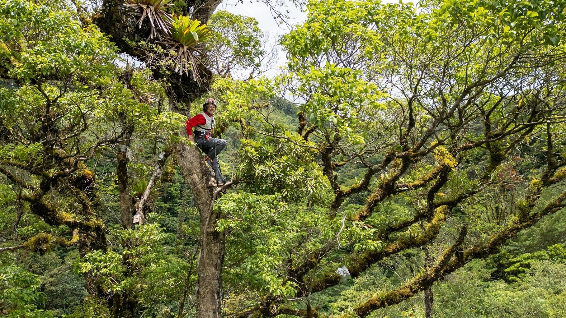 w-1820h-1023-7c2cd4-canopy-promo2-1820x1140