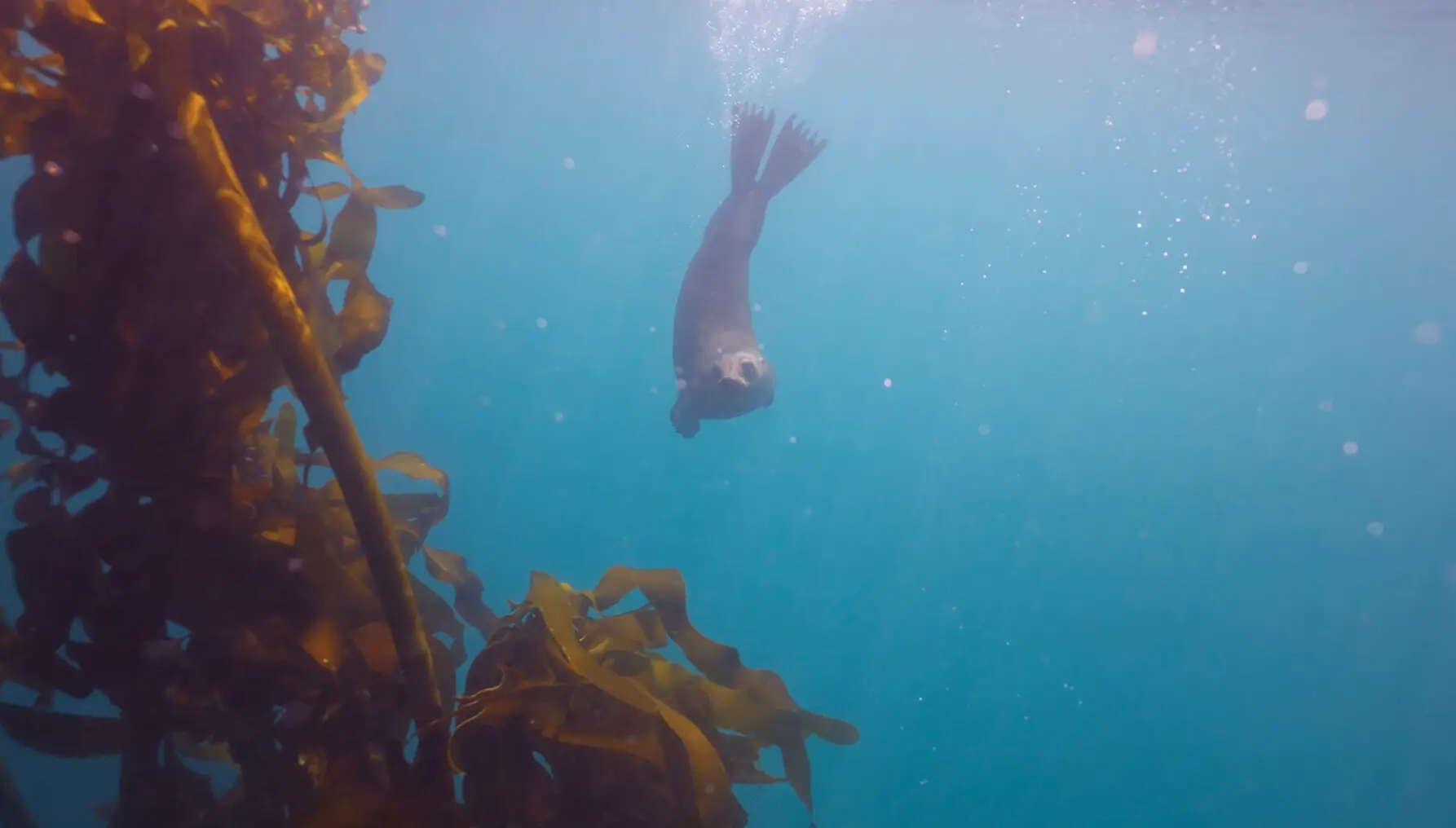 A seal swims through a kelp forest in a still from the film Silent Sanctuary, screening at the Vancouver International Mountain Film Festival
