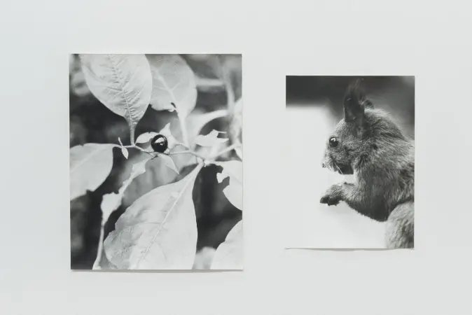 Field Guide by Jochen Lempert