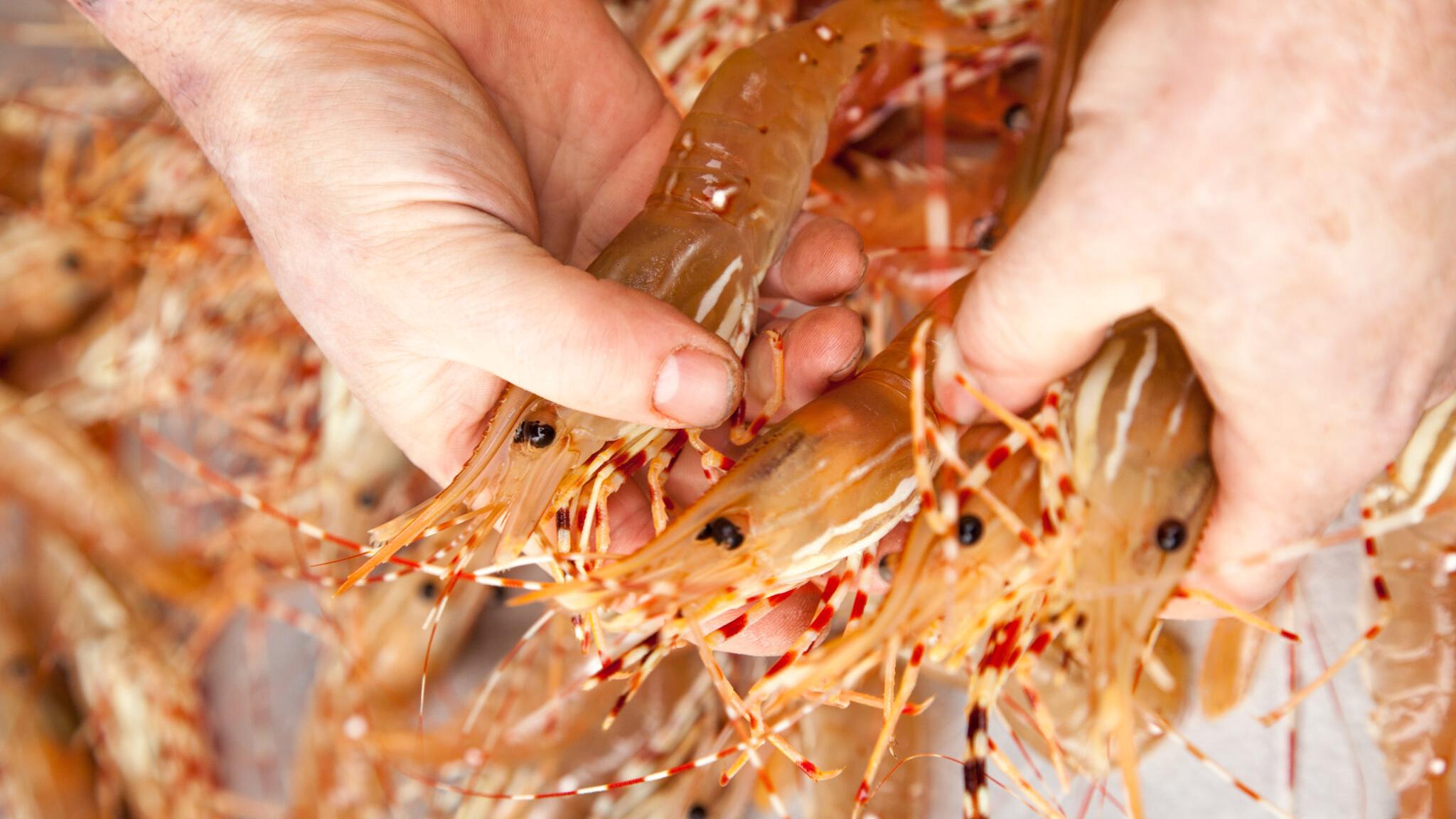The Spot Prawn Festival is back – Celebrate from Home for 2021.