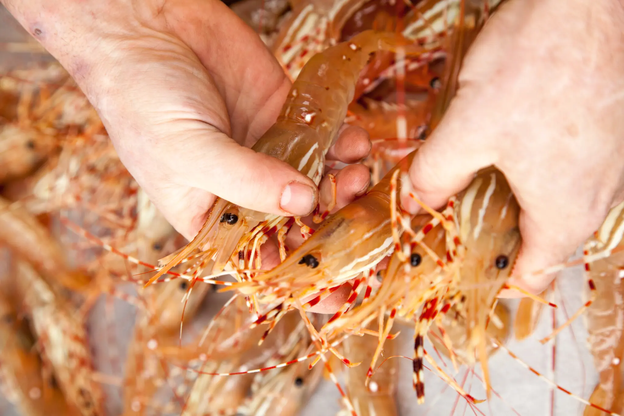 The Spot Prawn Festival is back – Celebrate from Home for 2021.