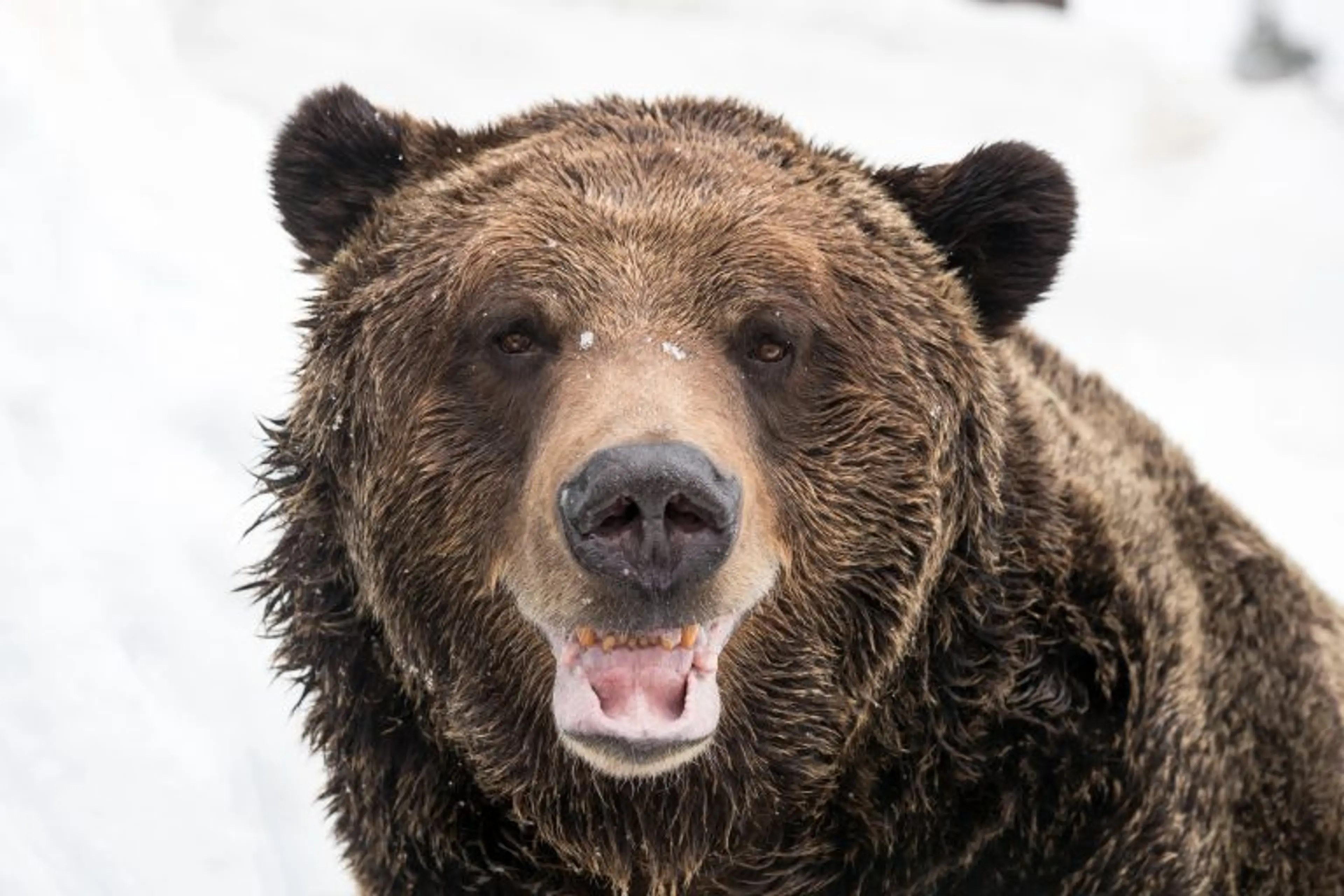 grouse mountain grizzly bears