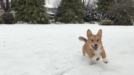 photo: @rolothecorgi / Instagram
