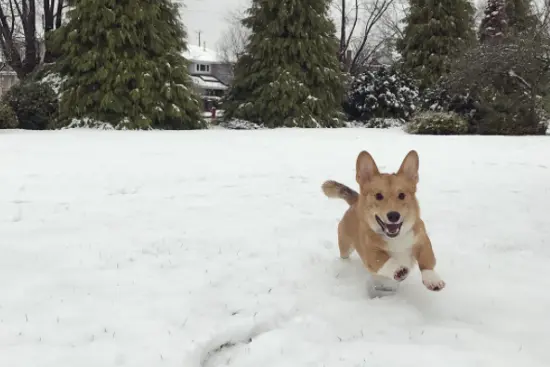 photo: @rolothecorgi / Instagram