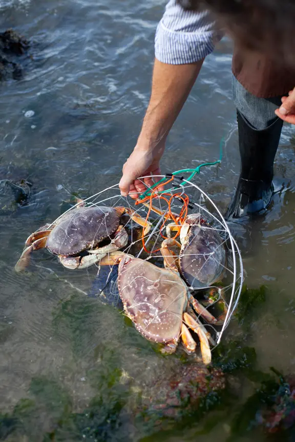 Crabs in a crab trap on a Swallow Tail Tours trip in Vancouver