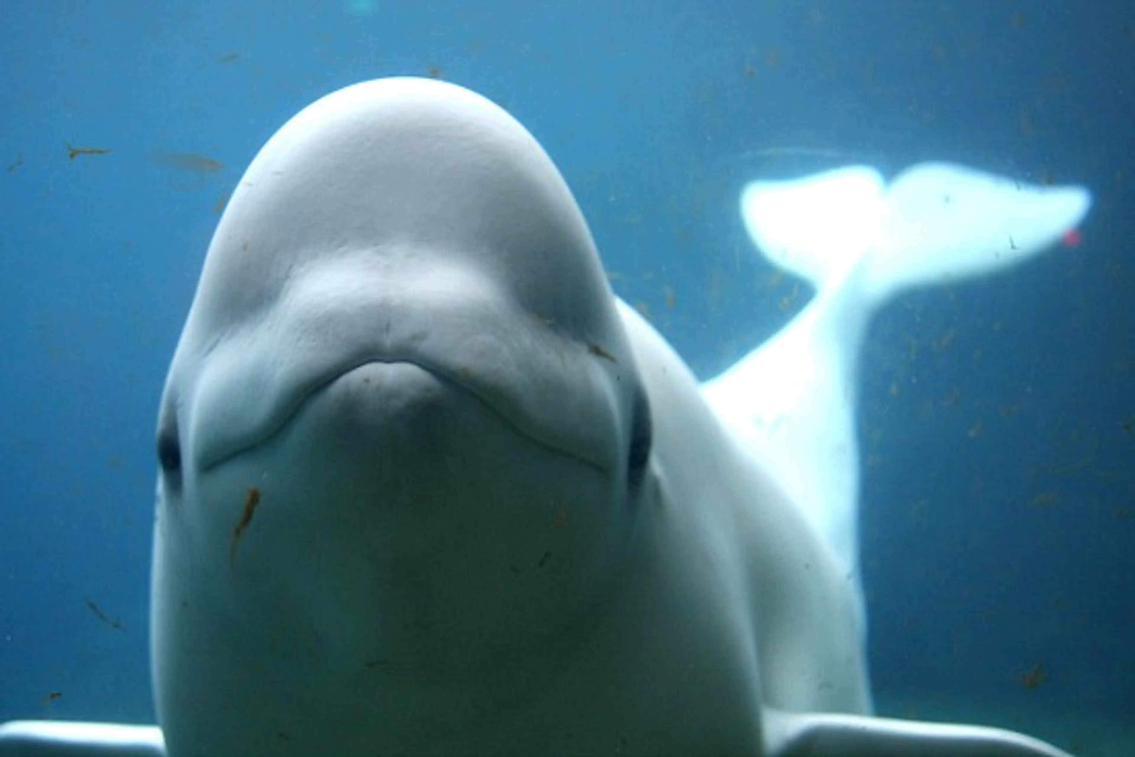 Close-up of a beluga whale underwater facing the camera with its tail visible in the background.